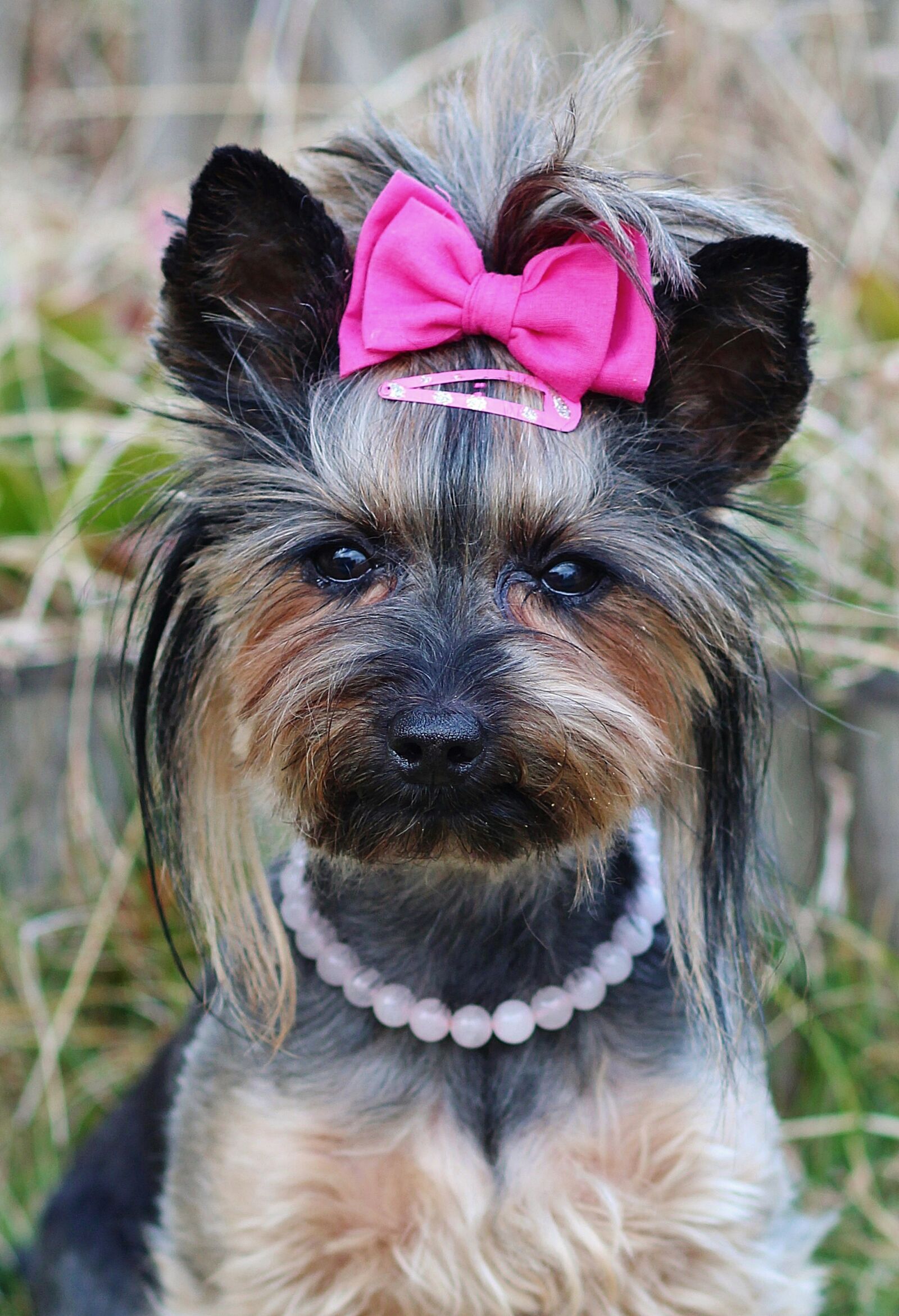 Canon EF 85mm F1.8 USM sample photo. Yorkie, pretty, pink bow photography