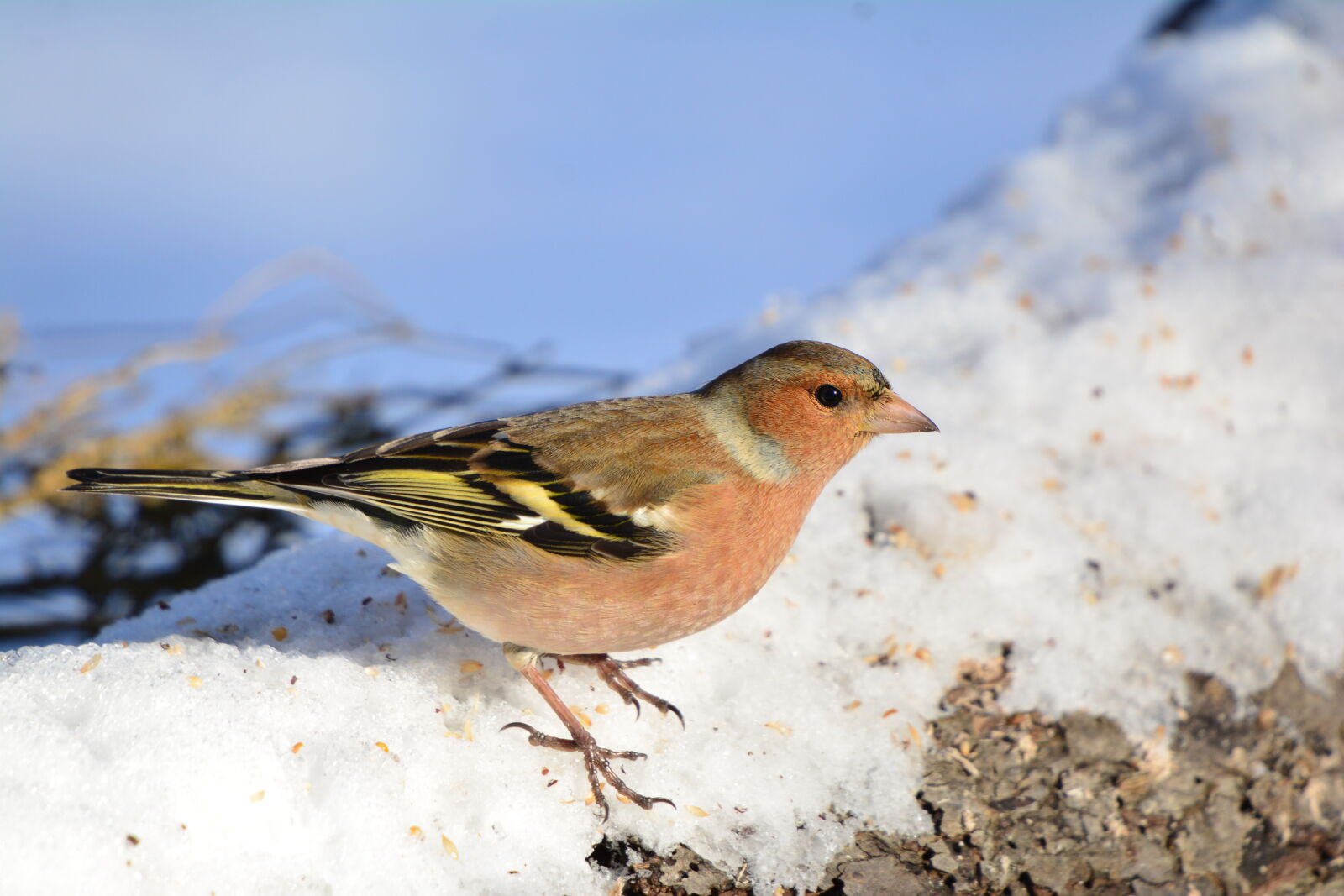 Nikon D7100 sample photo