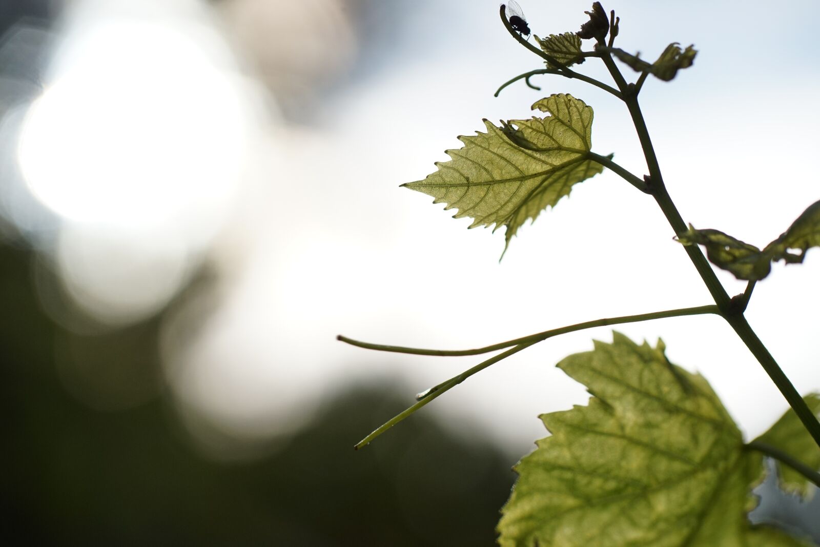 Sony a6000 sample photo. Vine leaves, garden, bokeh photography