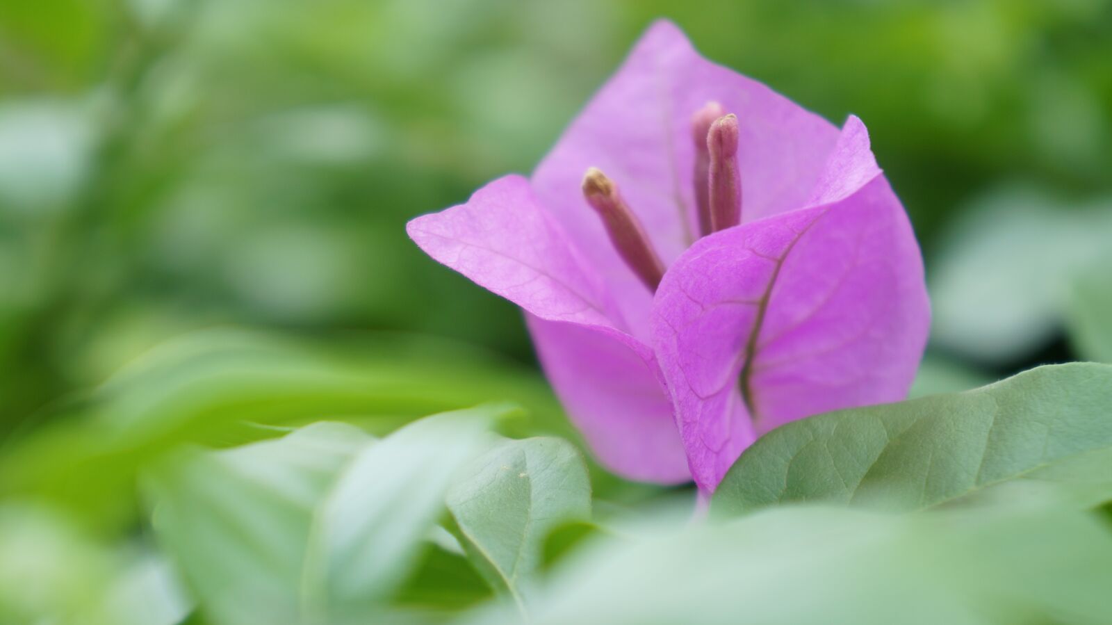Sony Alpha NEX-F3 + Sony E 18-55mm F3.5-5.6 OSS sample photo. Flower, purple, close-up photography