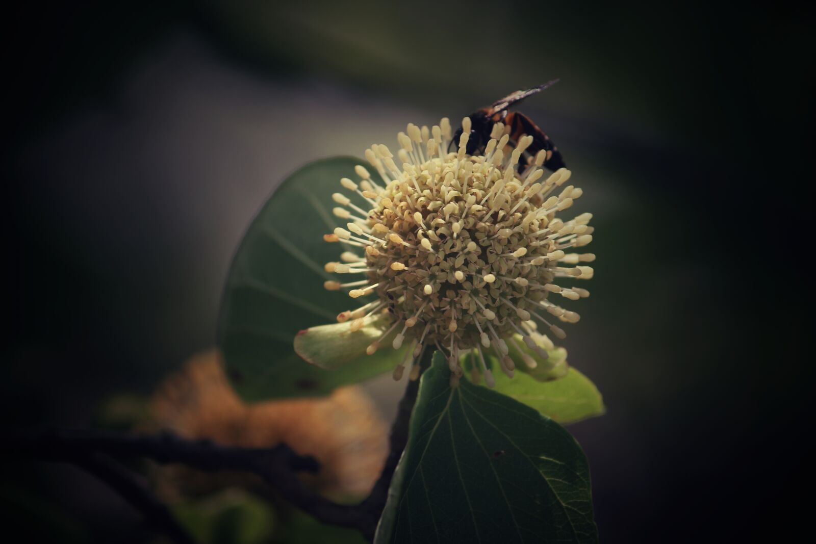 Canon EOS 1300D (EOS Rebel T6 / EOS Kiss X80) sample photo. Flower, housefly, bee photography