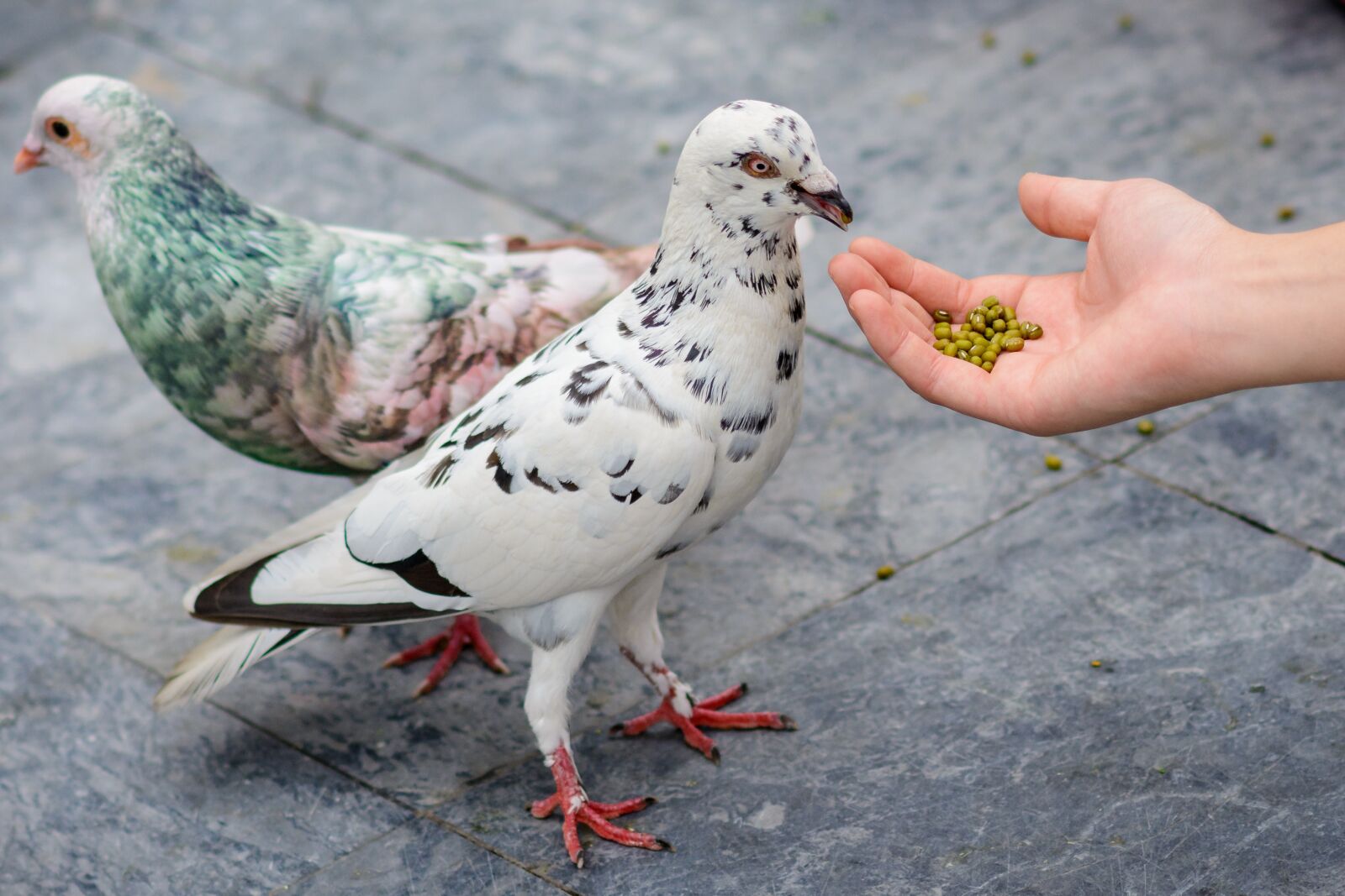 Nikon D7100 sample photo. Dove, nature, bird photography