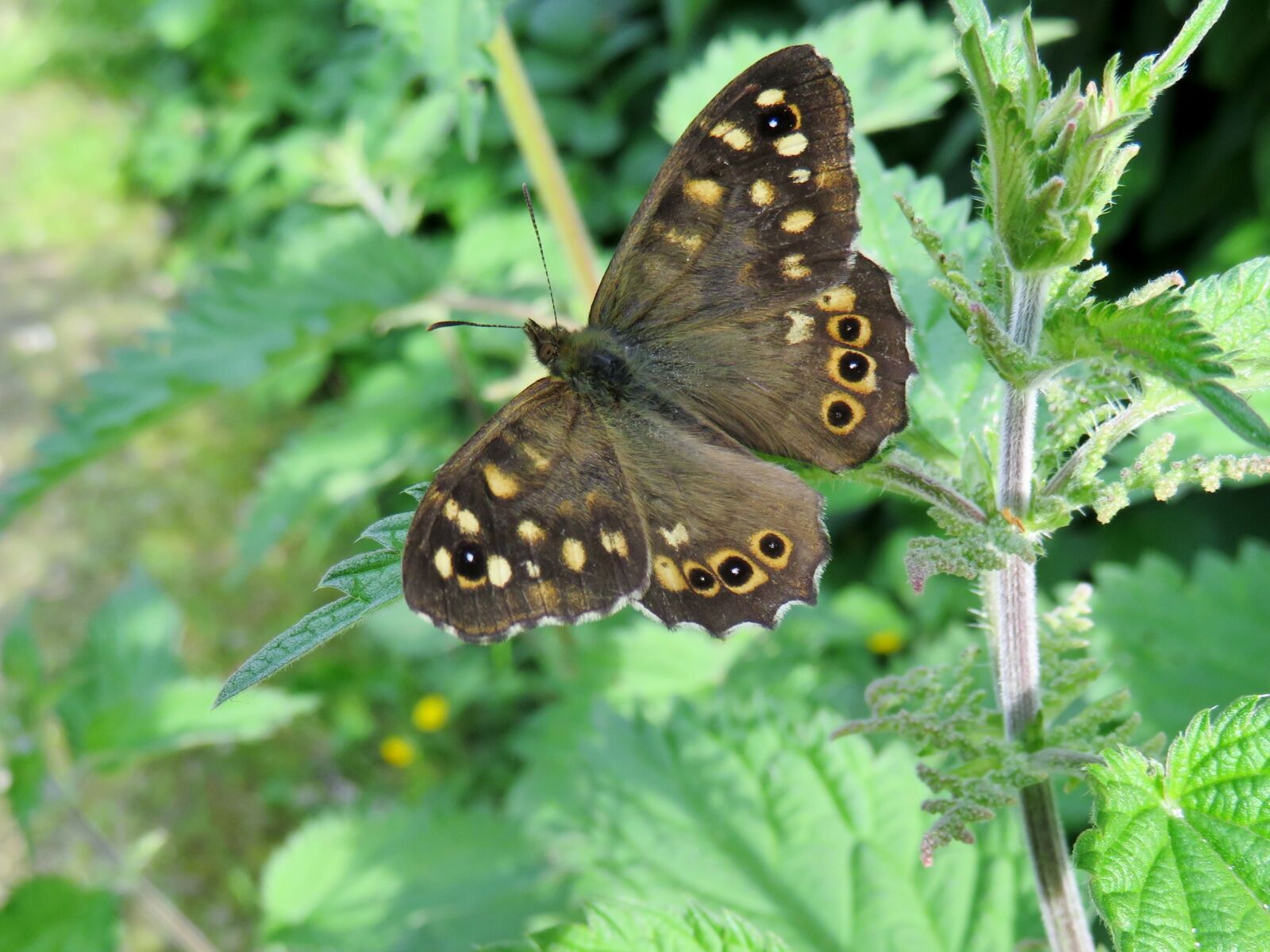 Canon PowerShot SX720 HS sample photo. Nature, butterflies, brown photography