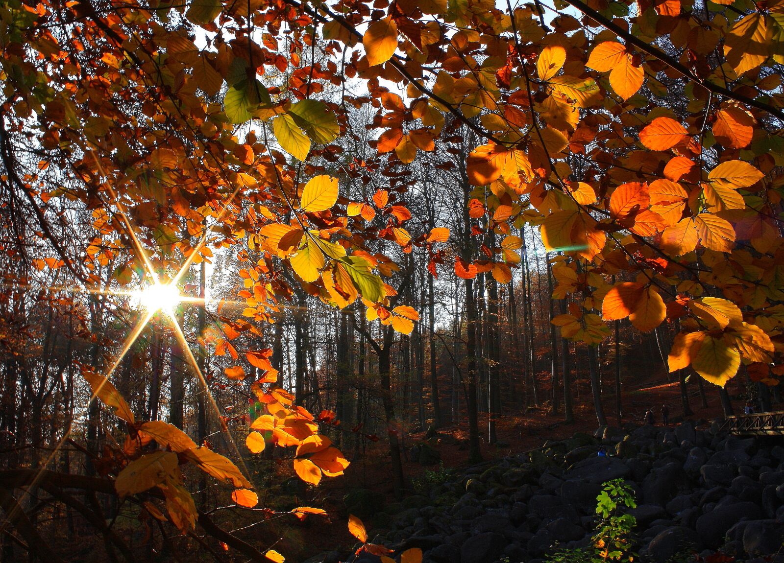 Canon EOS 1000D (EOS Digital Rebel XS / EOS Kiss F) sample photo. Autumn, color, nature photography