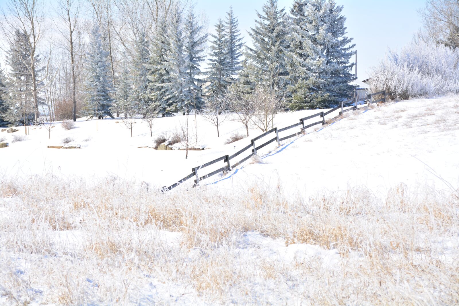 Nikon D5200 sample photo. Alberta, winter, trees photography
