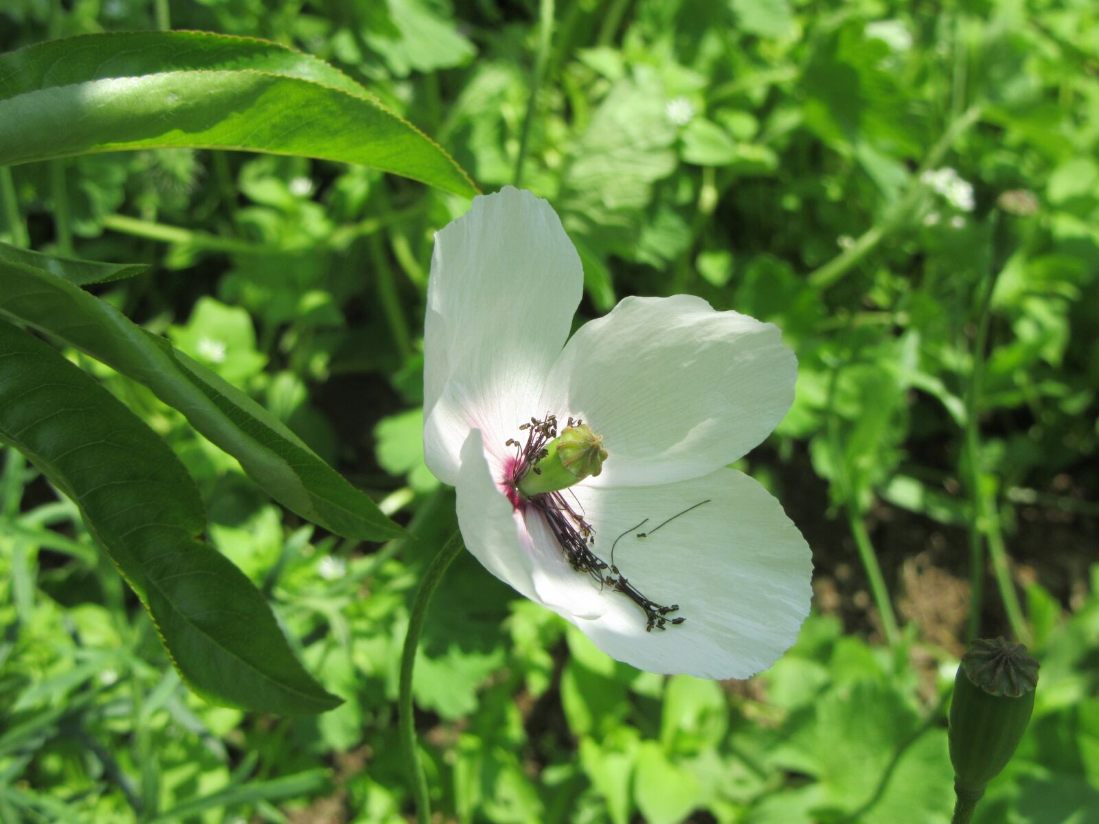 Canon PowerShot SX610 HS sample photo. White poppy, green, flower photography
