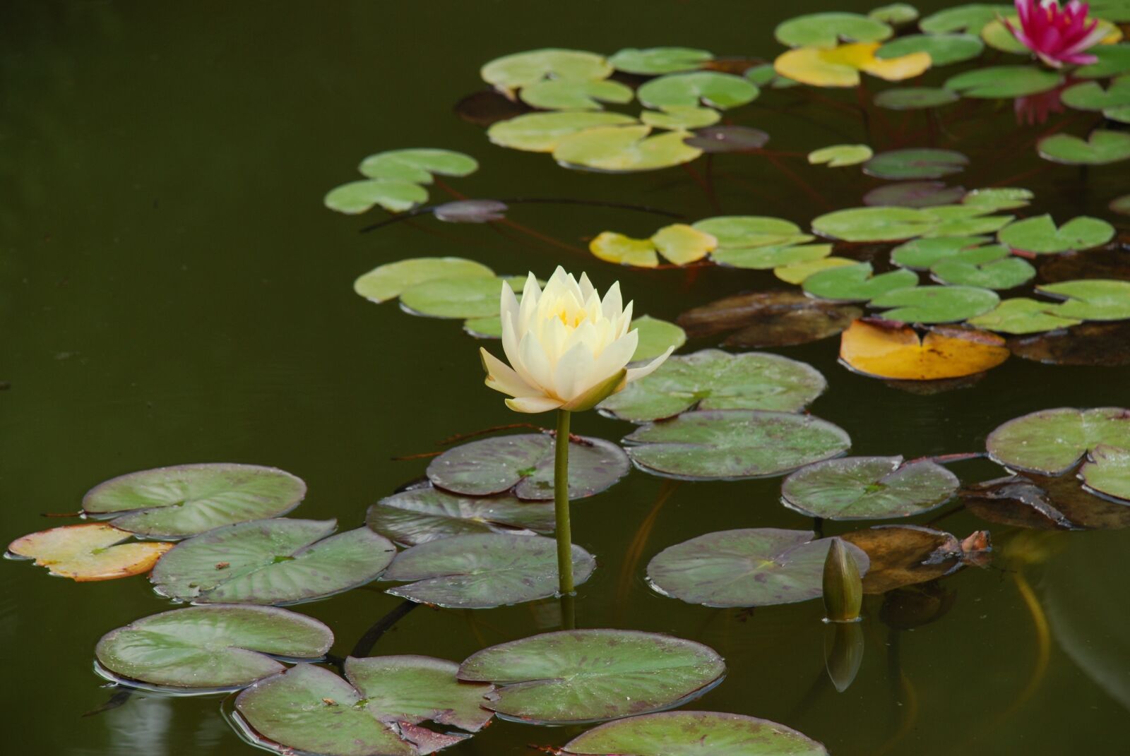 Nikon D80 sample photo. Water lily, pond, flowers photography