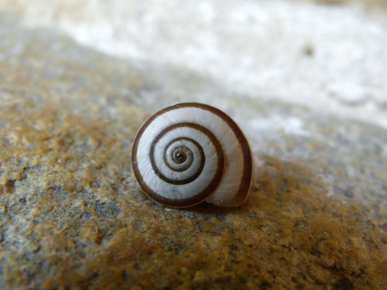 Panasonic DMC-FZ62 sample photo. Snail, shell, spiral photography
