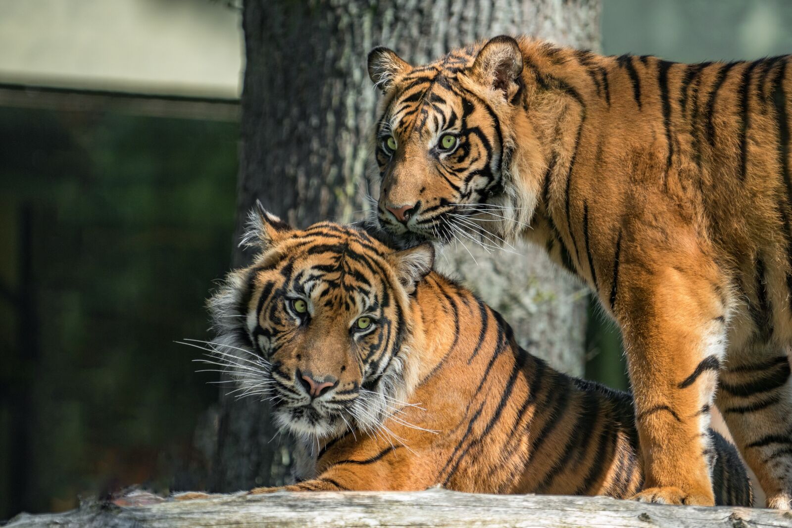 Sony a6500 + Sony FE 70-200mm F4 G OSS sample photo. Cat, animal world, carnivores photography