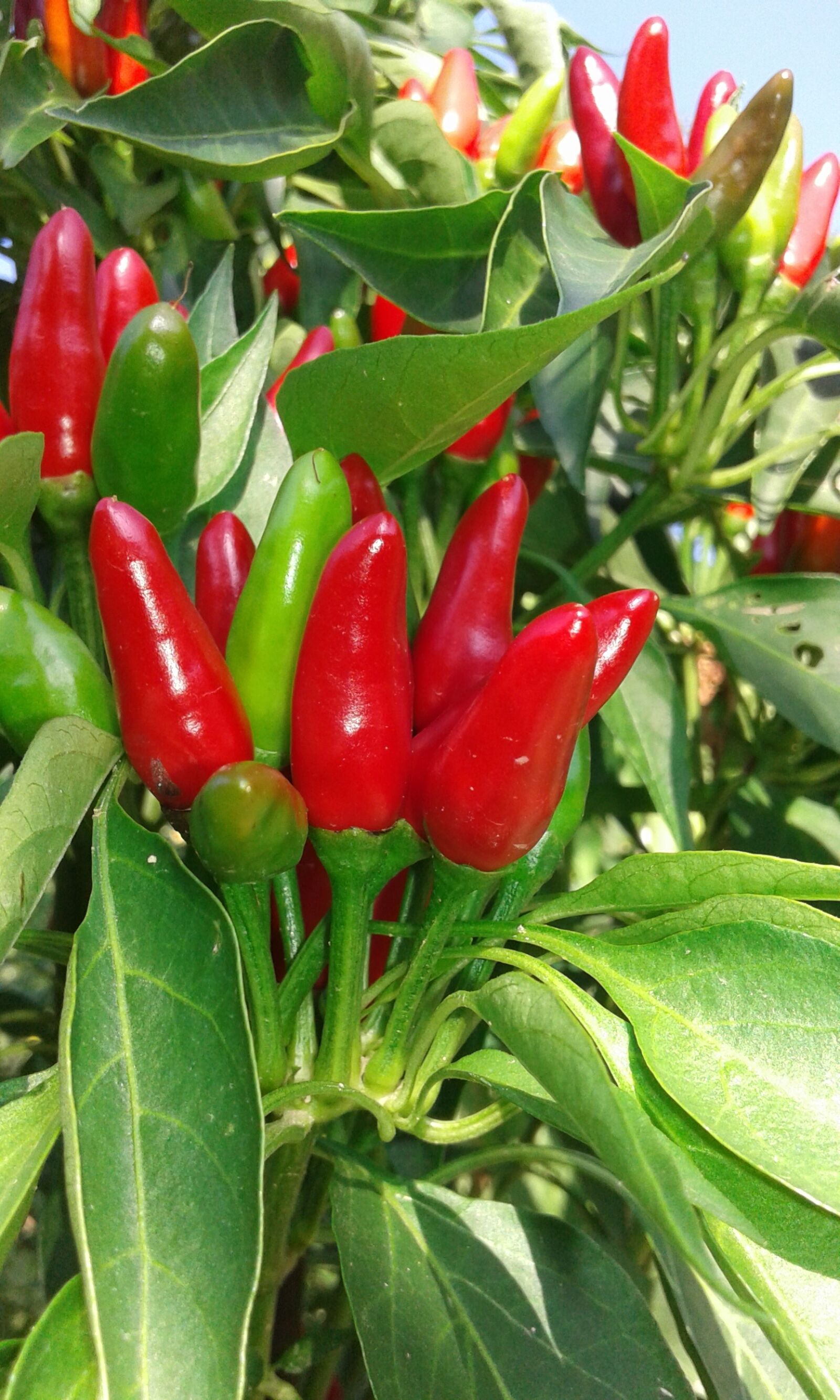 Samsung Galaxy Core2 sample photo. Pepper, red, green photography