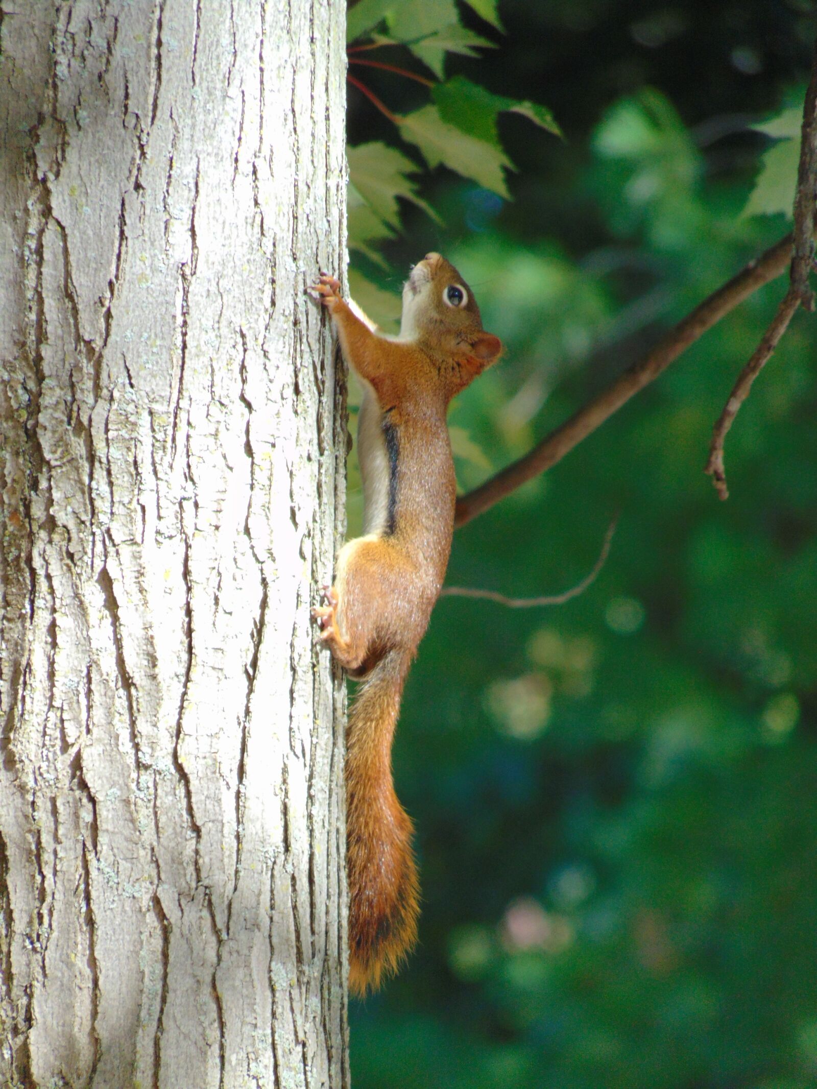 Sony Cyber-shot DSC-H300 sample photo. Squirrel, animals, rodent photography
