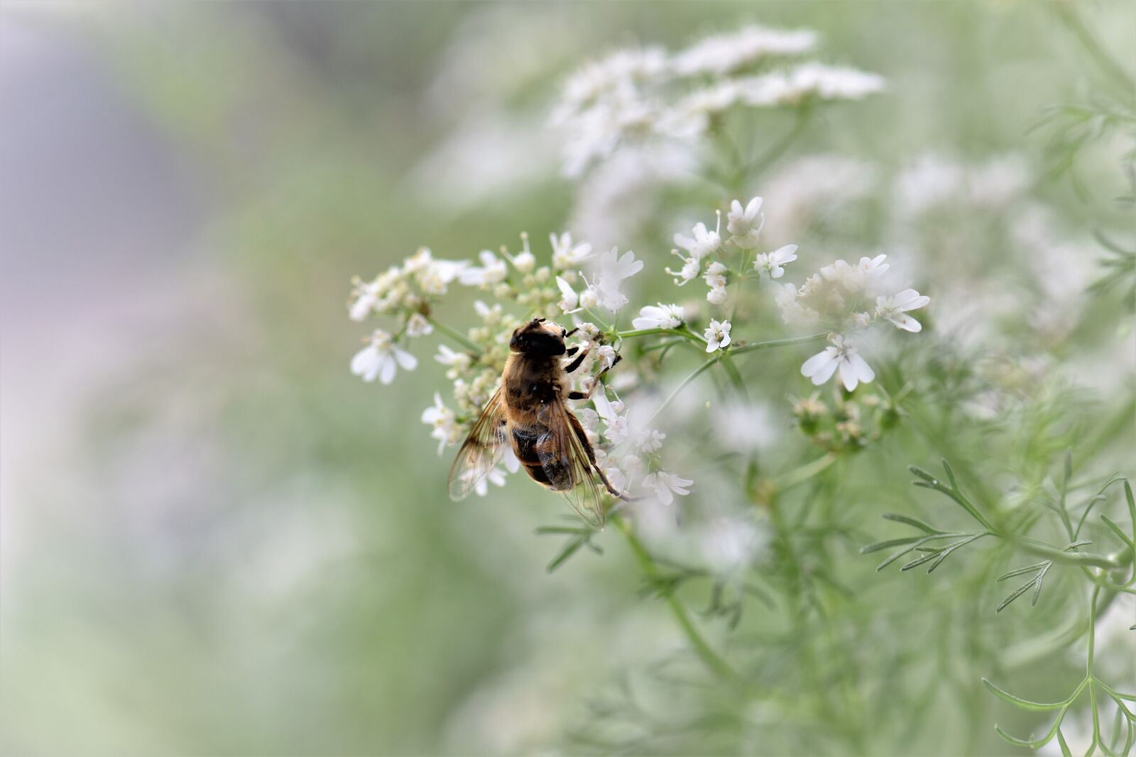 Nikon D5500 sample photo. Coriander, herb, spice photography