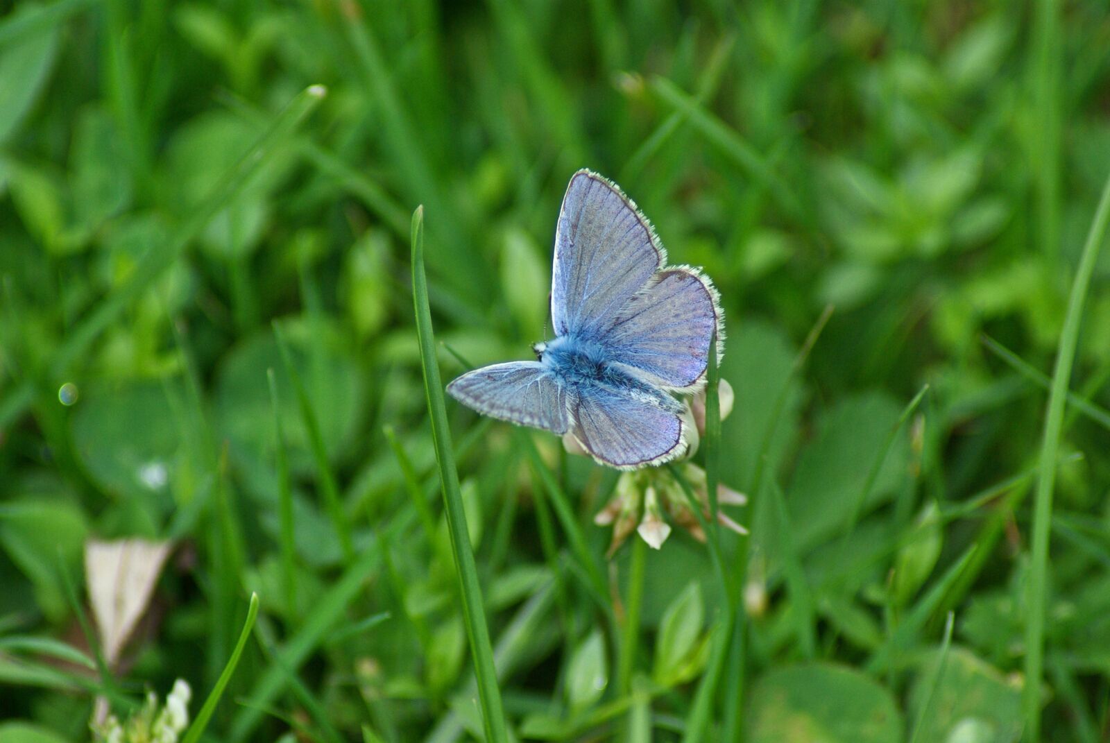 Pentax K10D sample photo. Butterfly, grass, spring photography