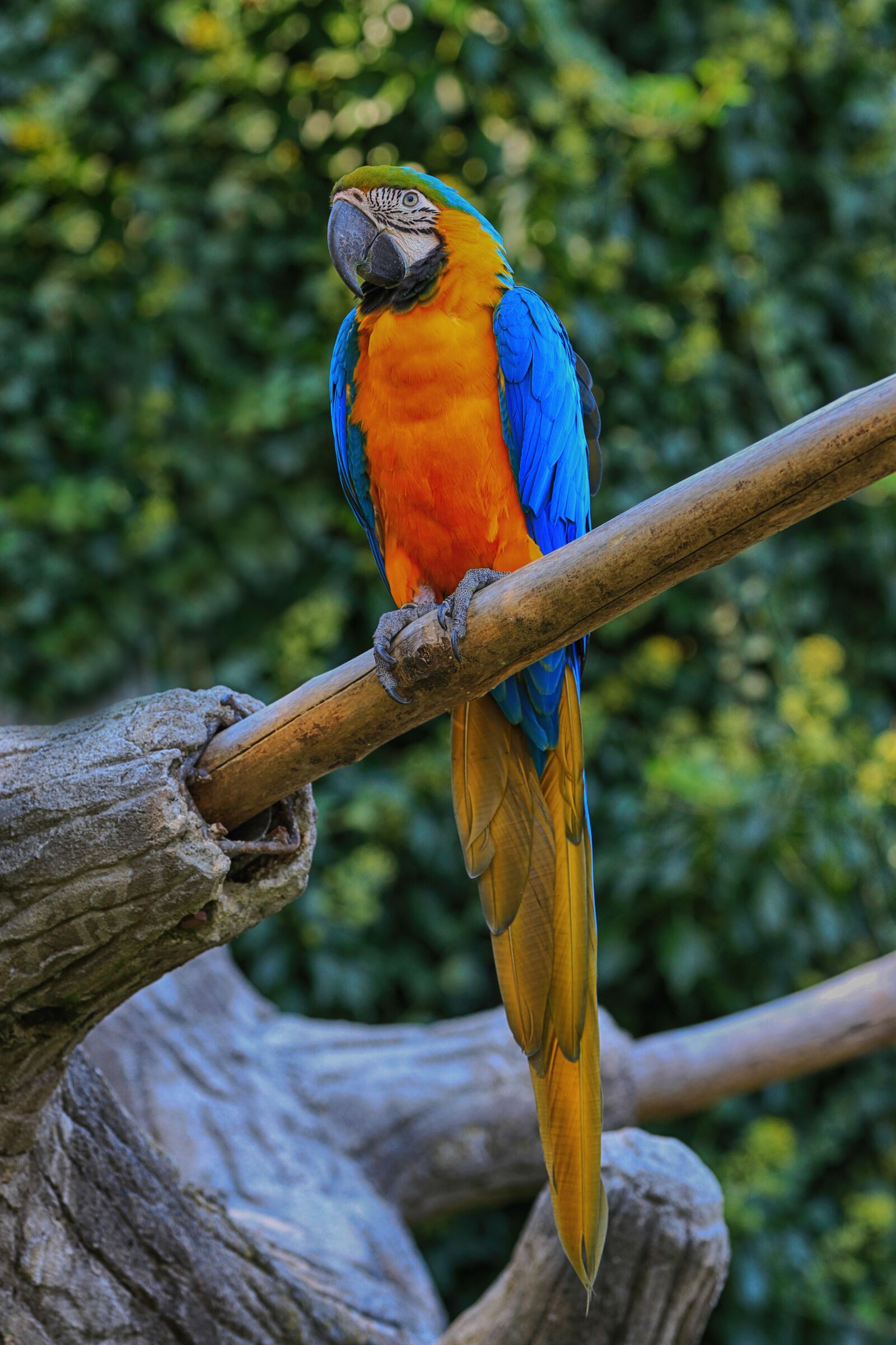 Canon EOS 7D + Canon EF 70-200mm F2.8L IS II USM sample photo. Parrot, macaw, bird photography