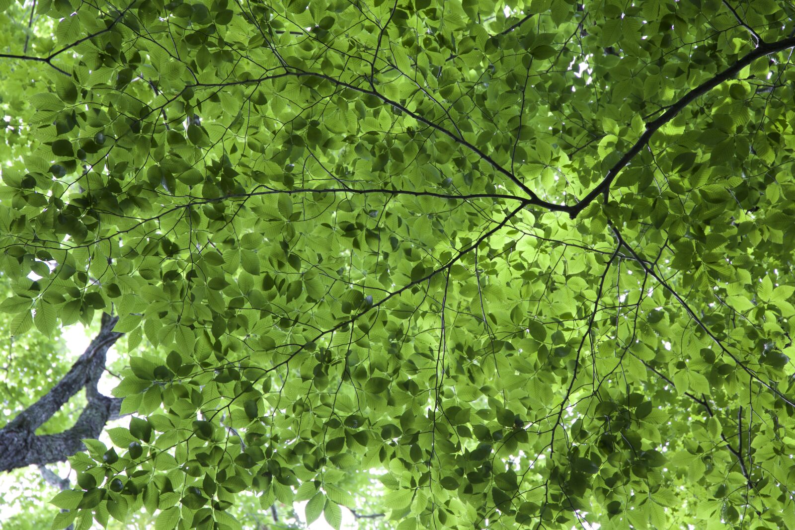 Canon EOS 6D sample photo. Trees photography