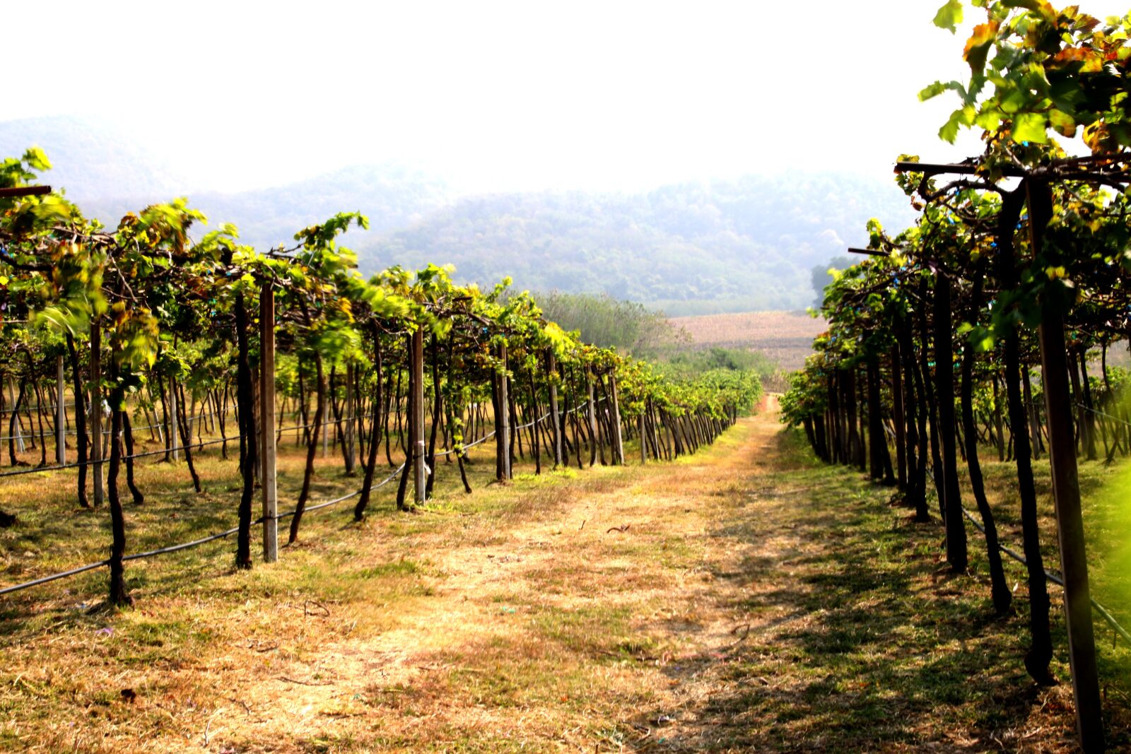 Canon EOS 50D sample photo. Vineyard, agriculture, wine photography