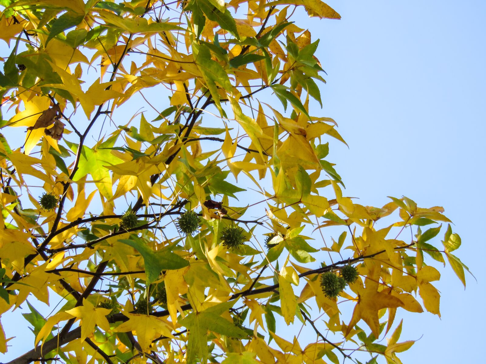 Canon PowerShot SX60 HS sample photo. Tree, branches, leaves photography