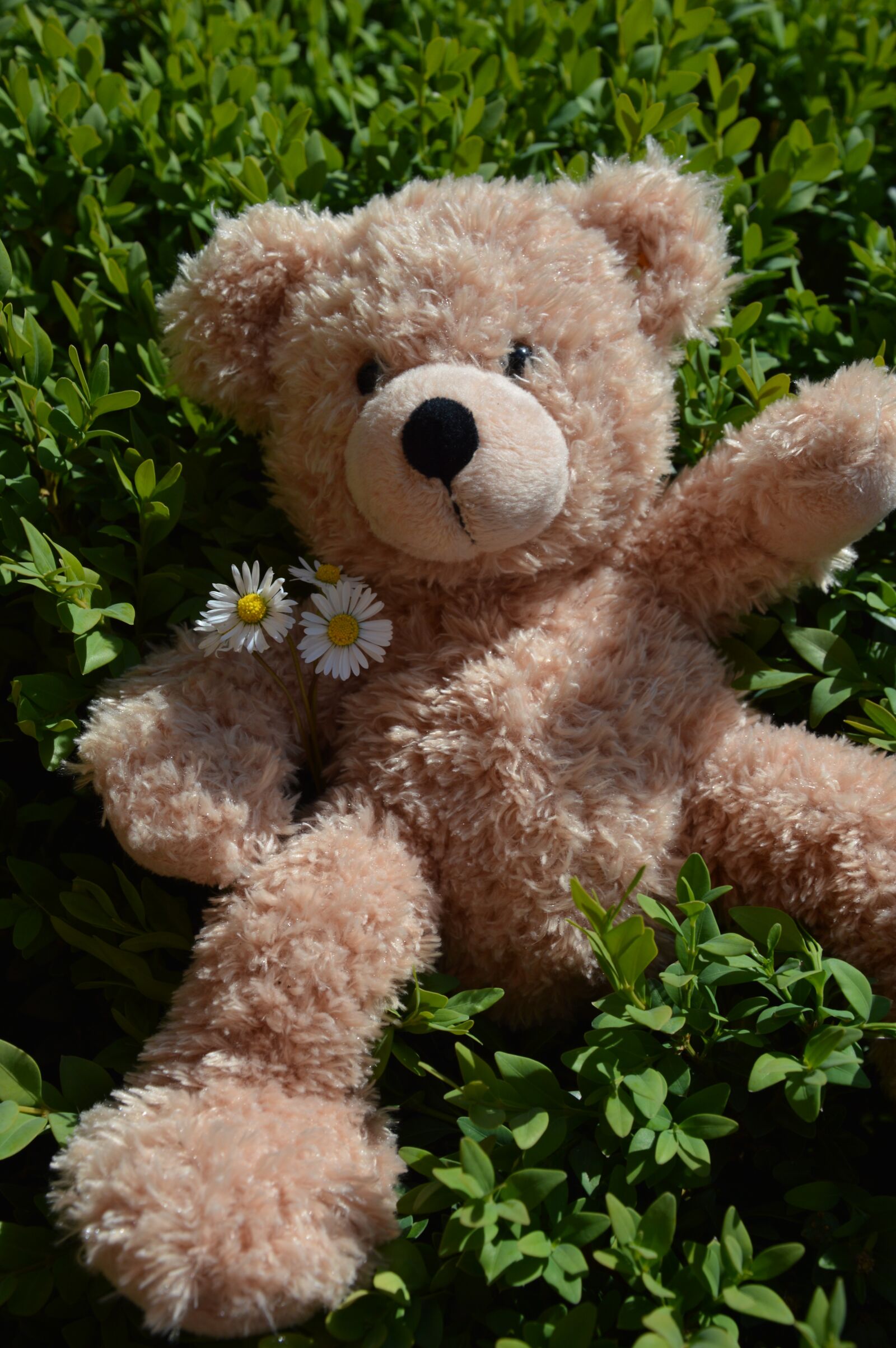 Nikon D3200 sample photo. Teddy, summer, soft toy photography