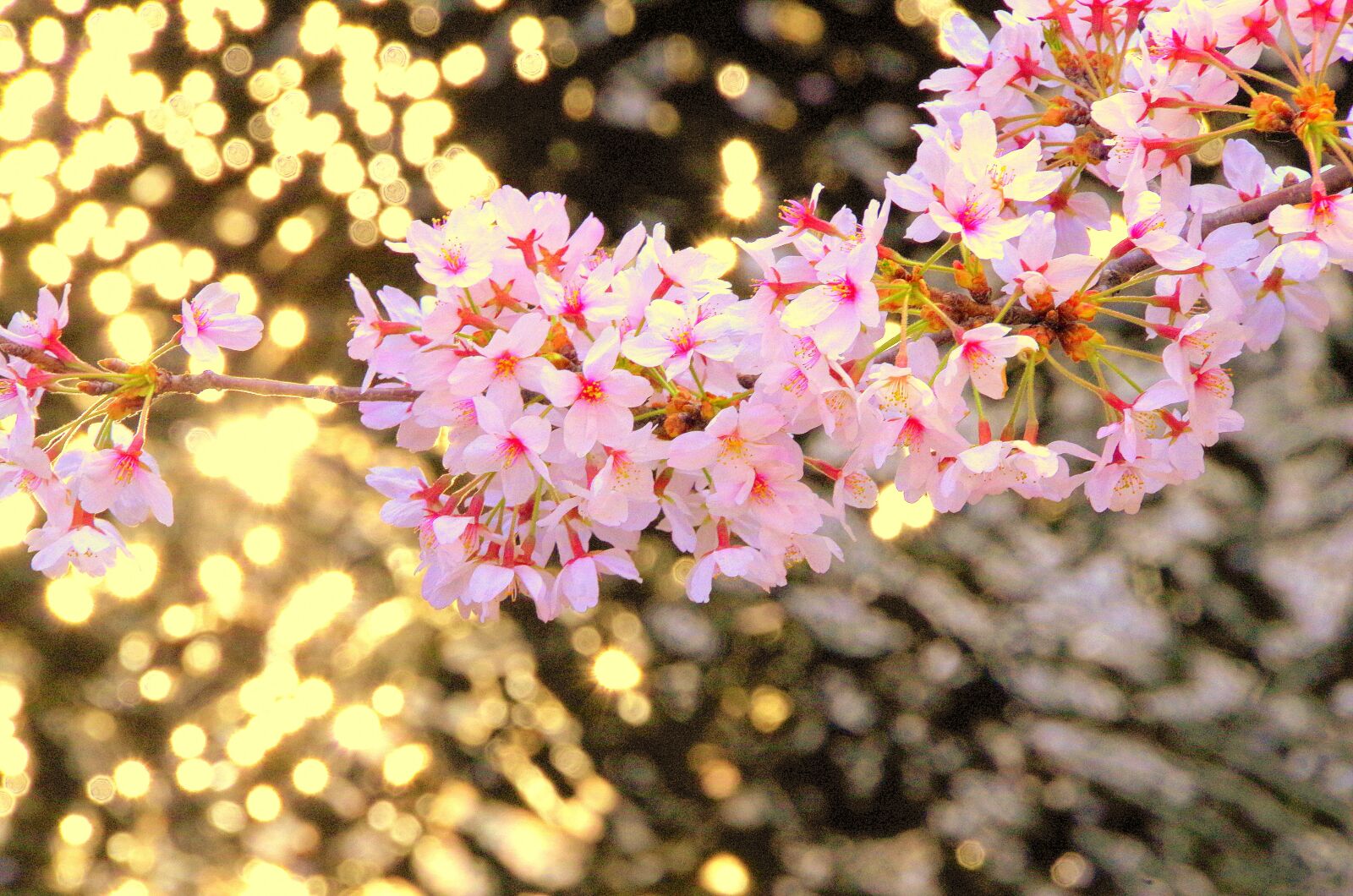 Pentax K-30 sample photo. Cherry blossoms, japan, flowers photography