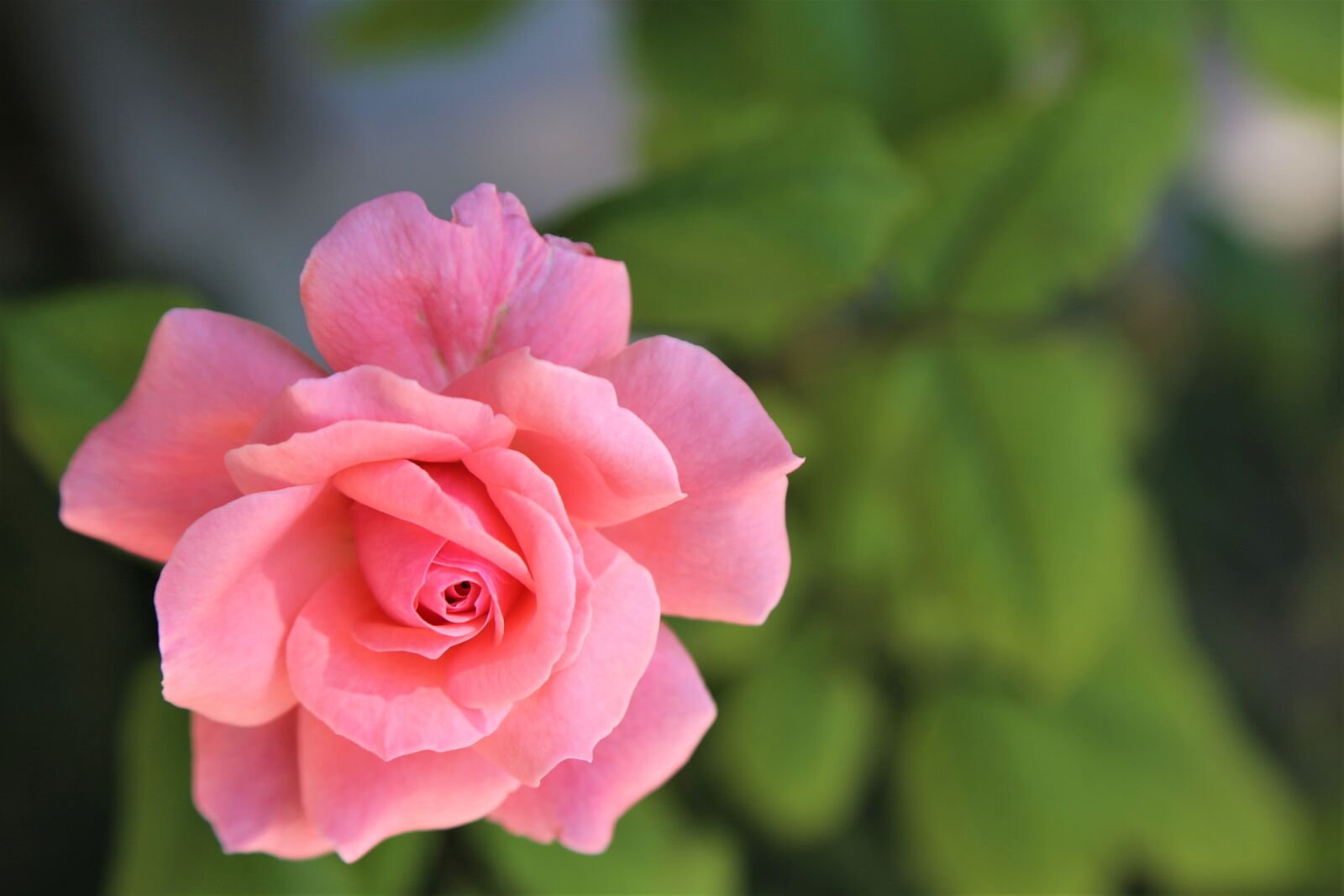 Canon EOS 5D Mark III sample photo. Rose, nature, spring photography