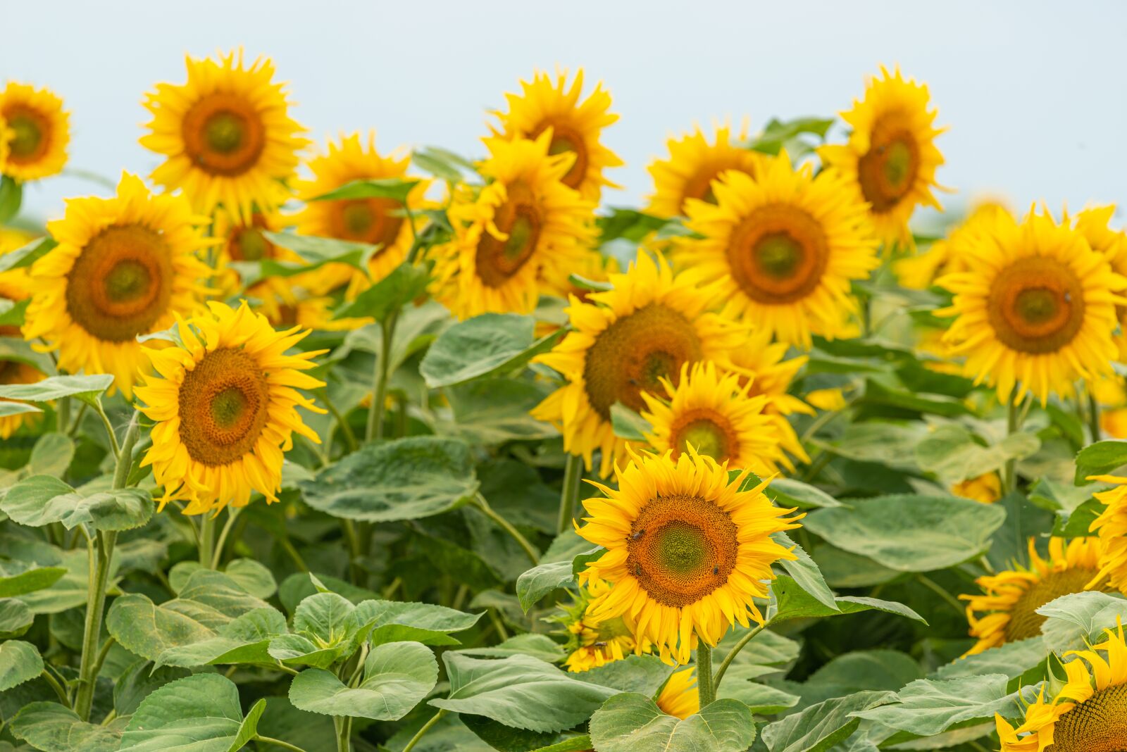 Nikon D800E sample photo. Sunflower, field, yellow photography