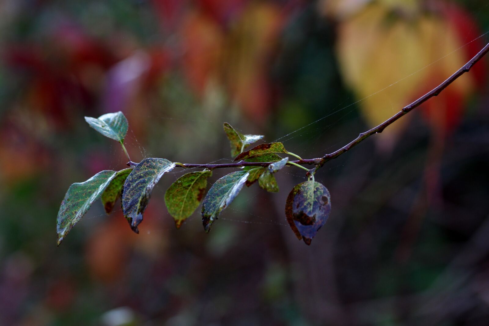 Canon EOS 700D (EOS Rebel T5i / EOS Kiss X7i) + Canon EF 85mm F1.8 USM sample photo. Leaf, casey, green photography