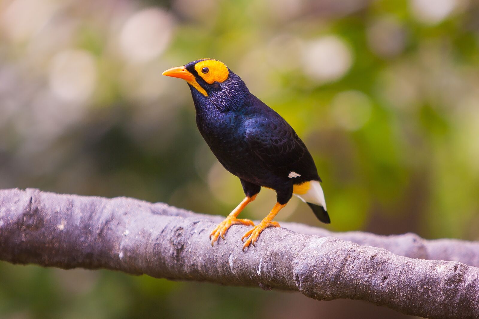 Canon EOS 20D sample photo. Animal, bird, branch photography