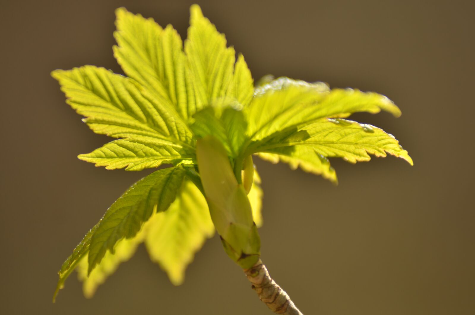 Nikon D7000 sample photo. Spring, leaves, leaf photography