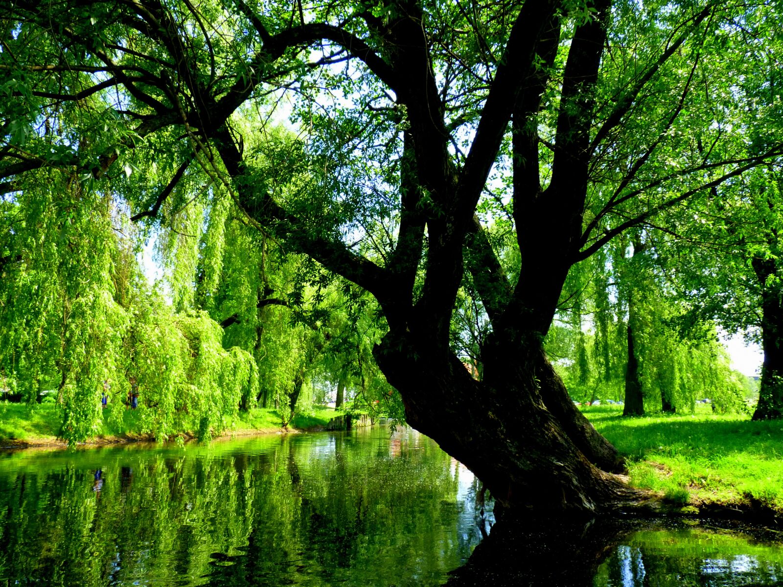 Panasonic Lumix DMC-FZ35 (Lumix DMC-FZ38) sample photo. Willow, green, nature photography