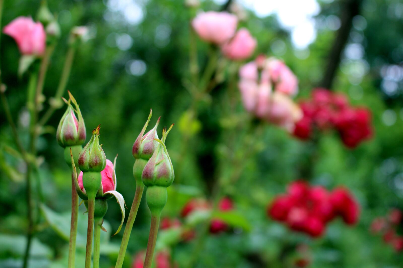 Canon EOS 700D (EOS Rebel T5i / EOS Kiss X7i) sample photo. Roses, pink, blossom photography