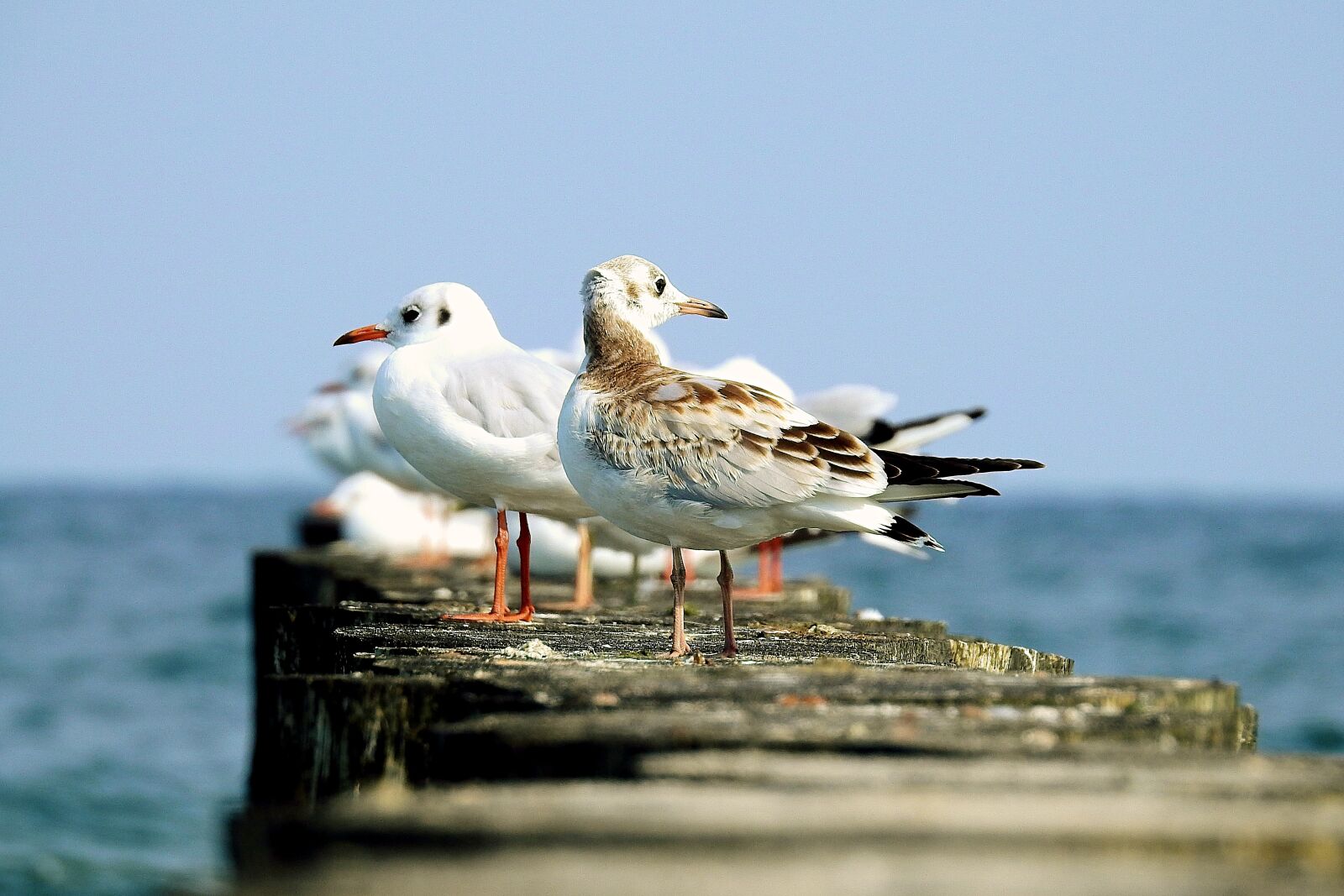 Nikon Coolpix P900 sample photo. The seagulls, the baltic photography