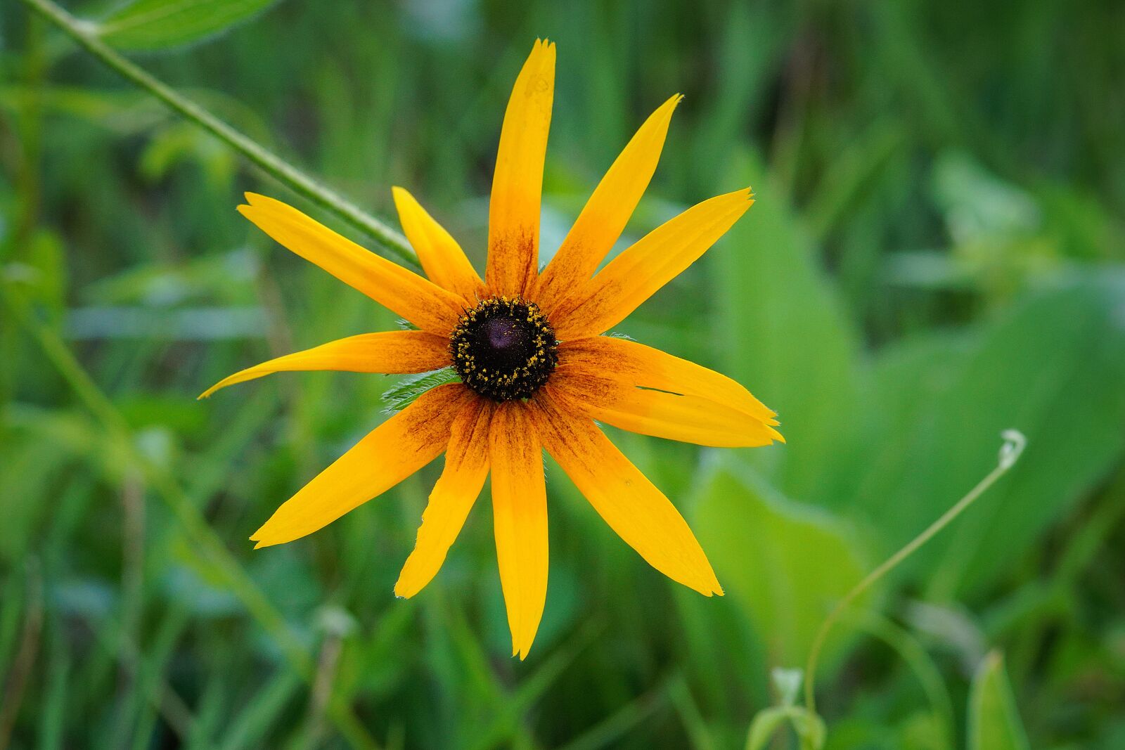 Canon EF 300mm F4L IS USM sample photo. Flower, green, flowers photography