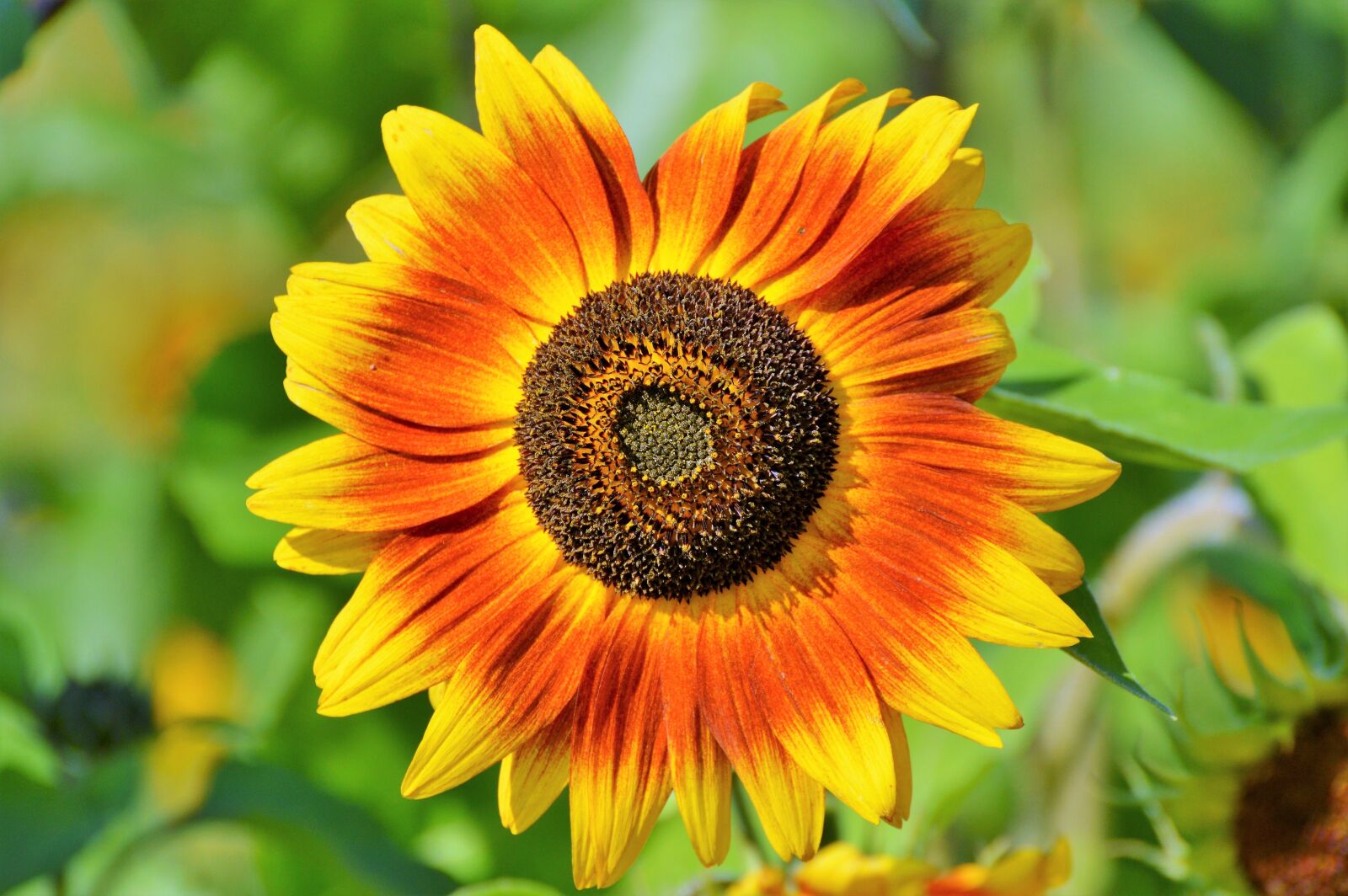 Nikon D3200 sample photo. Sunflower, flower, bloom photography