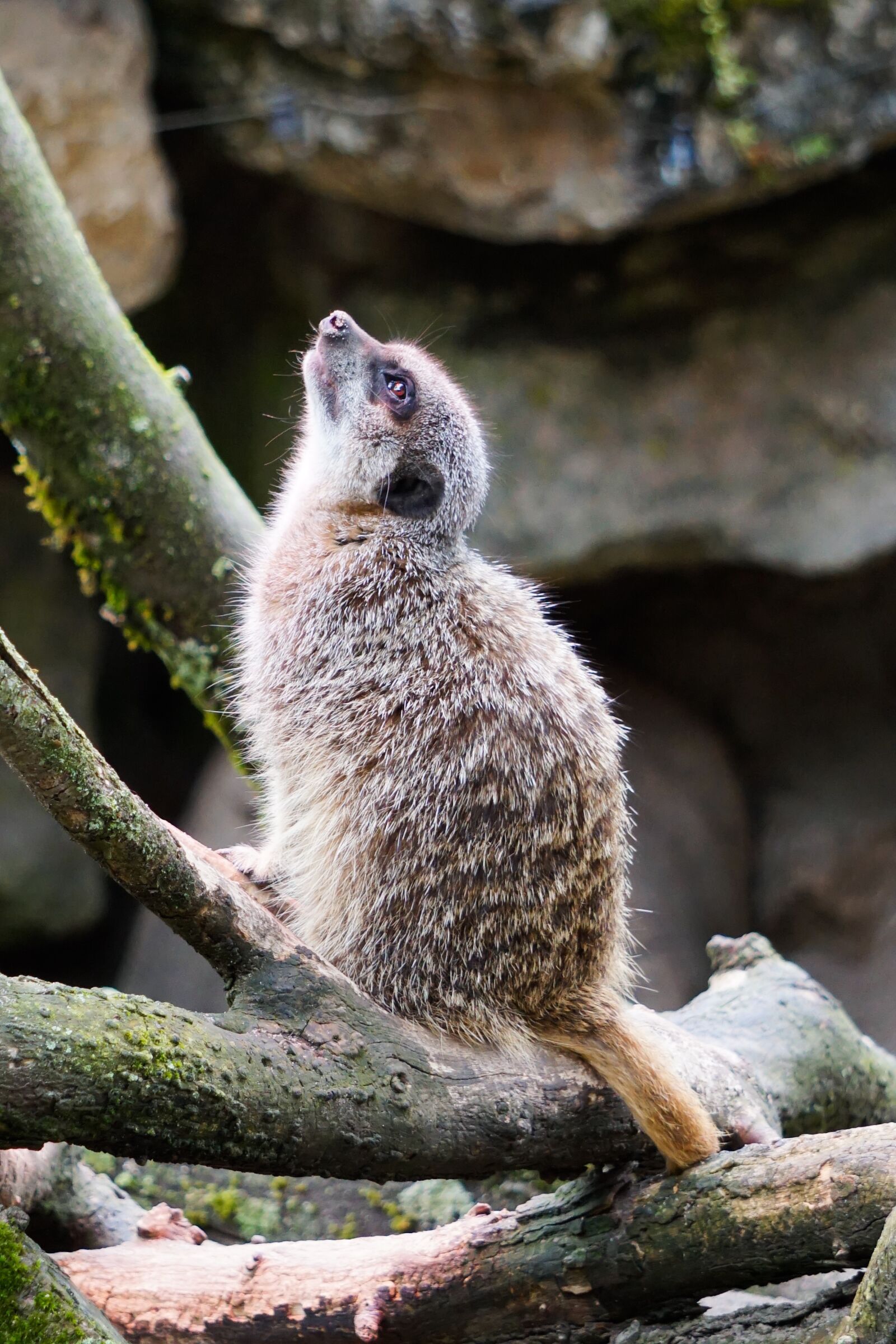 Sony E 55-210mm F4.5-6.3 OSS sample photo. Zoo, animal, animal world photography