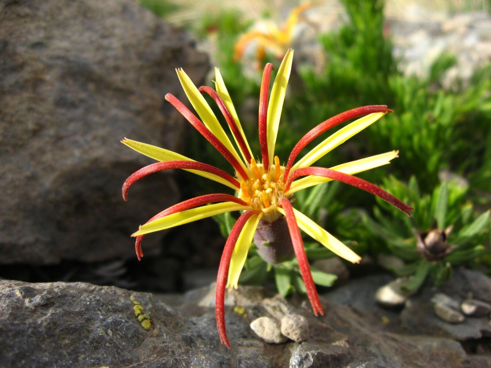 Canon POWERSHOT A550 sample photo. Wild flora, native flower photography