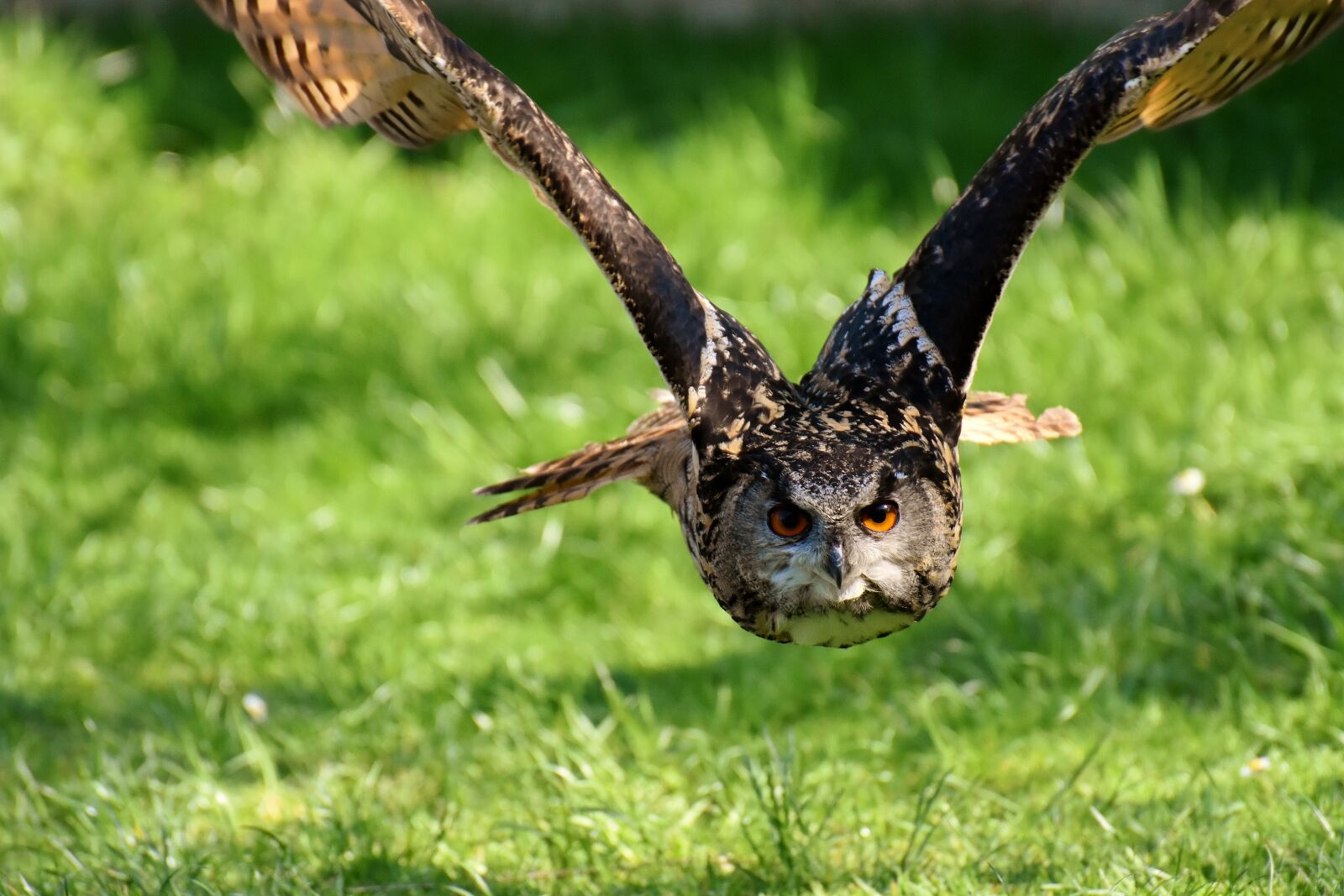 Nikon D7200 sample photo. Owl, bird, feather photography