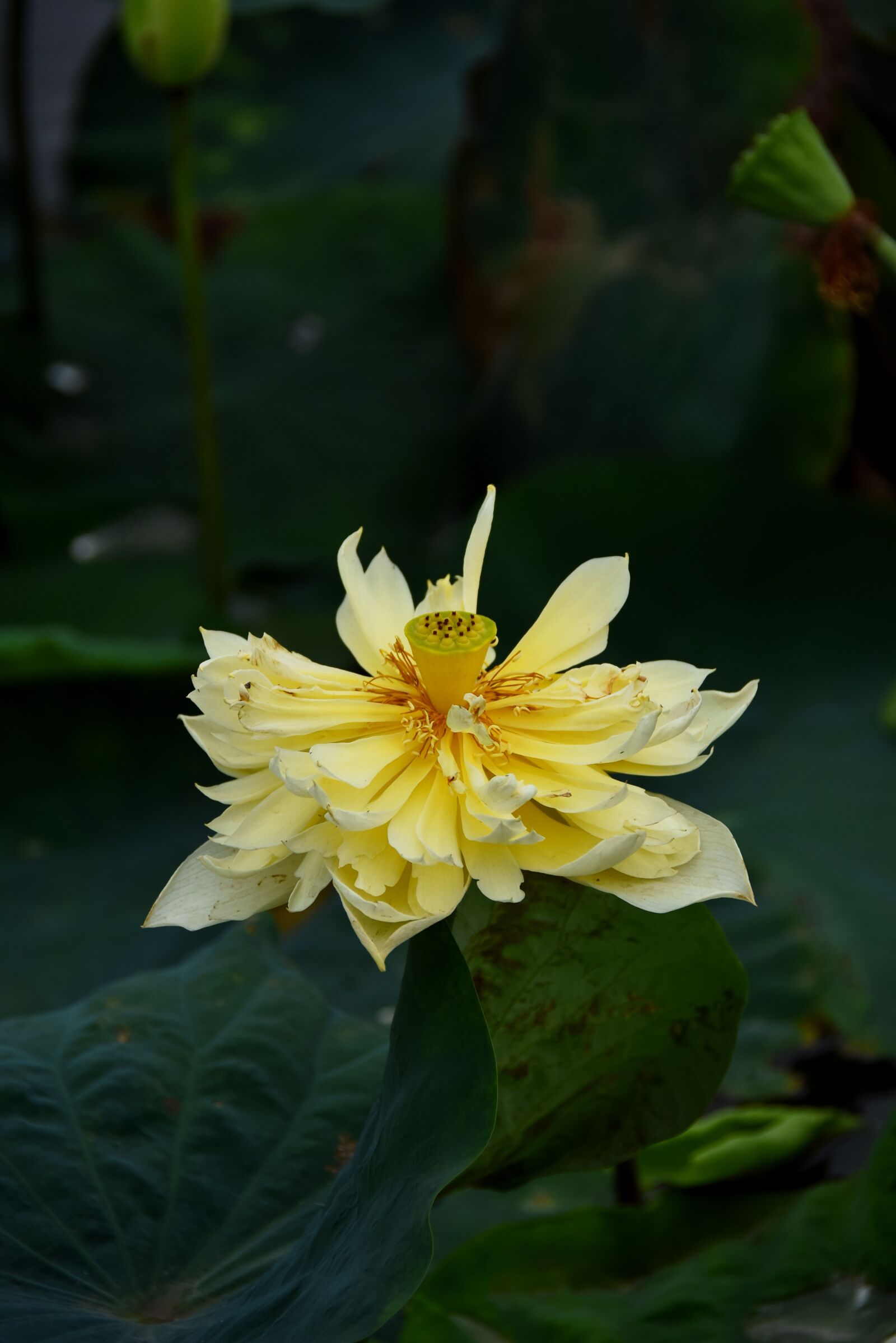 Nikon D7200 sample photo. Golden lotus, dress, outdoor photography