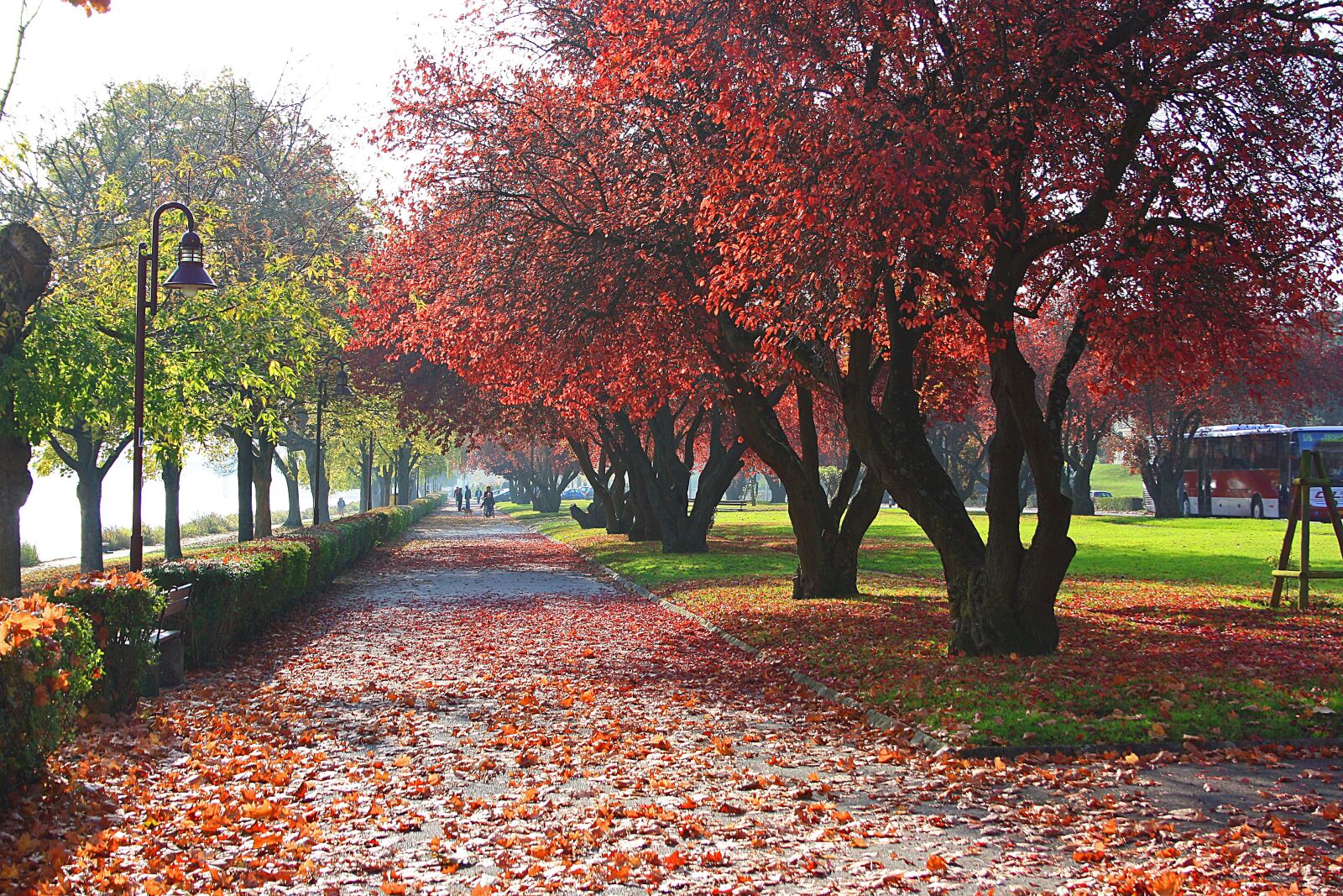 Canon EOS 1000D (EOS Digital Rebel XS / EOS Kiss F) sample photo. Autumn, colorful, fall foliage photography