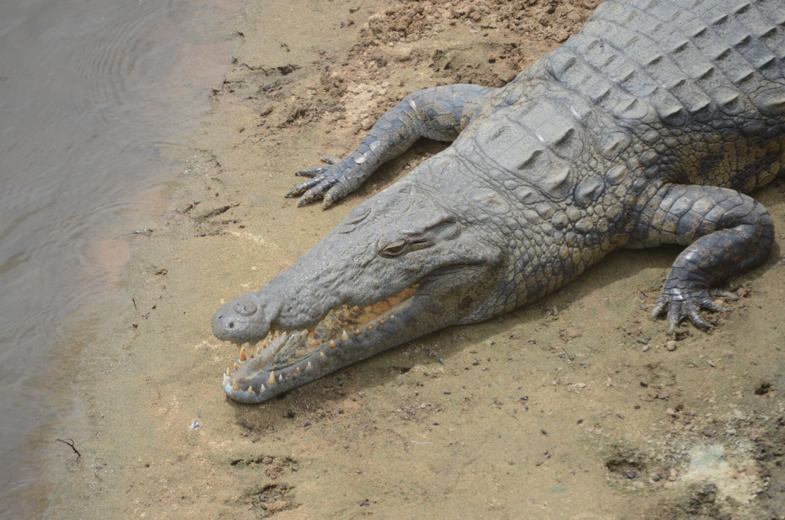Nikon D7000 sample photo. Crocodile, river, africa photography