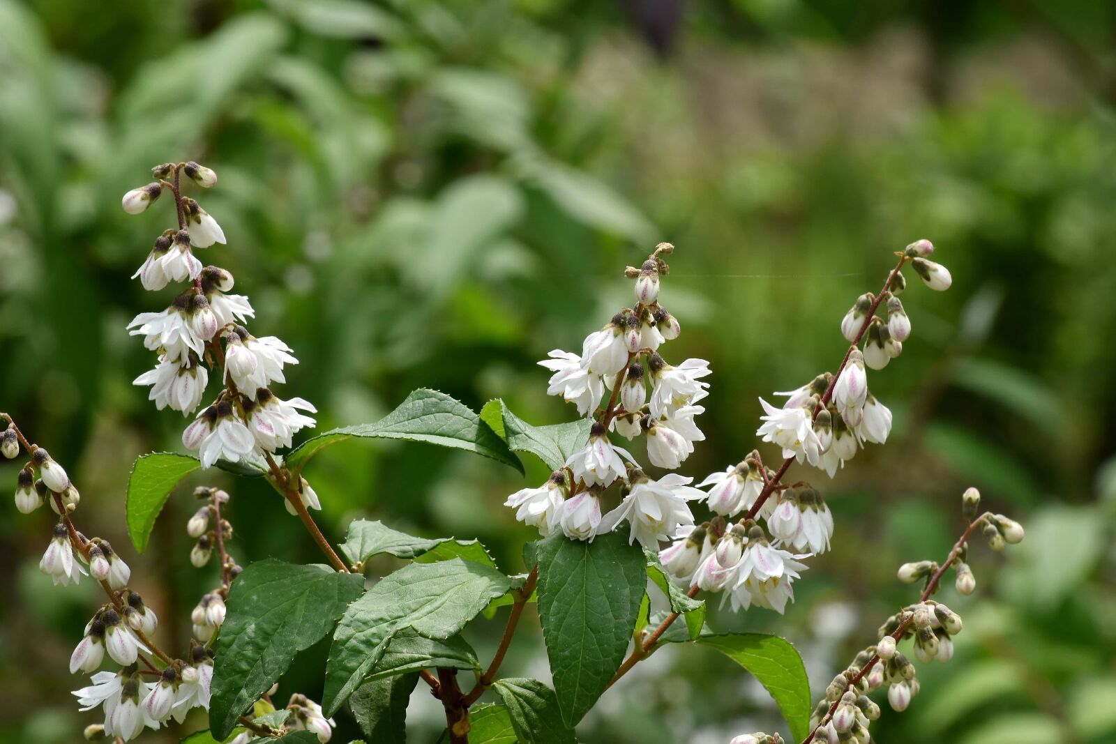 Nikon D5500 sample photo. Branches, branchlet, bushes, hawthorn photography