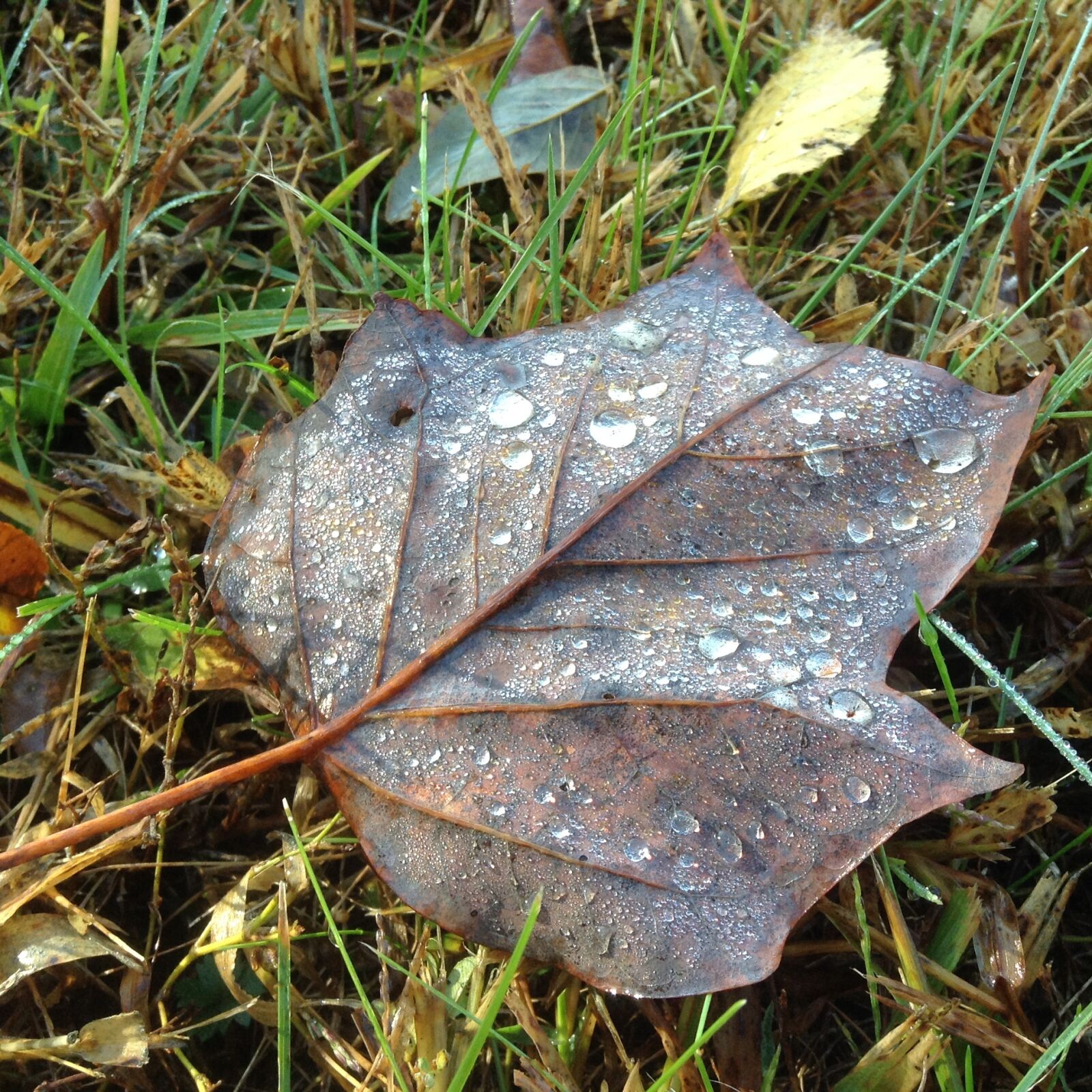 Apple iPad mini sample photo. Leaf, leaves, autumn photography