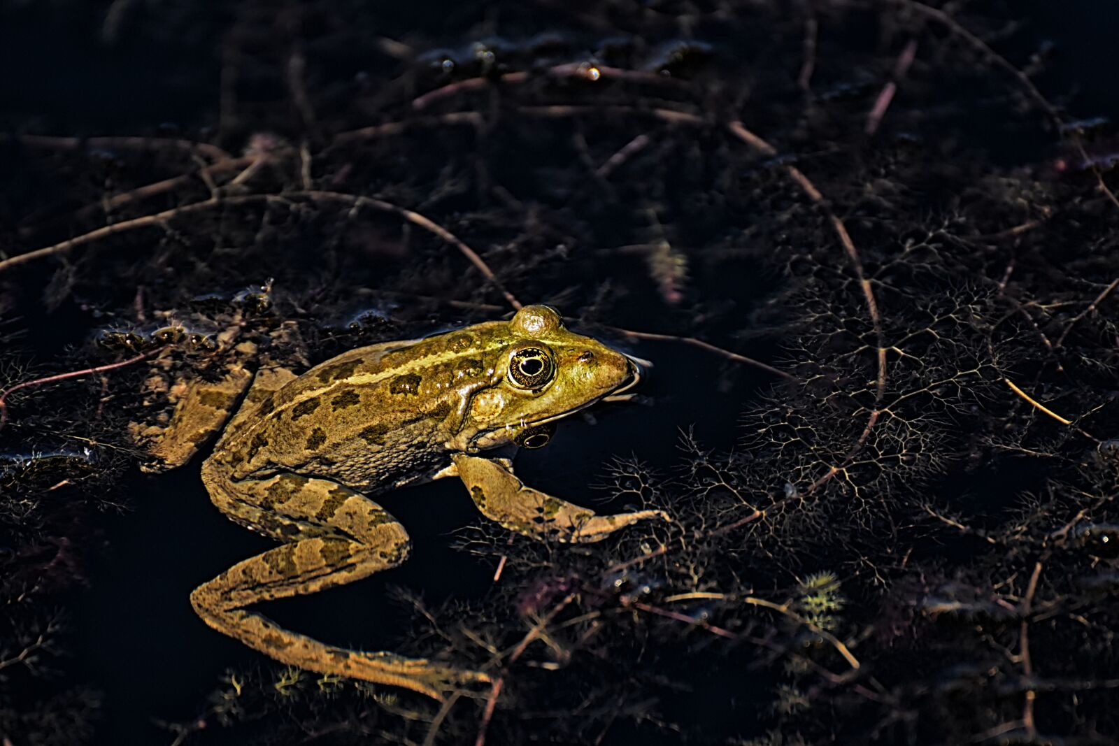 Nikon D7200 sample photo. Frog, pond, animal photography