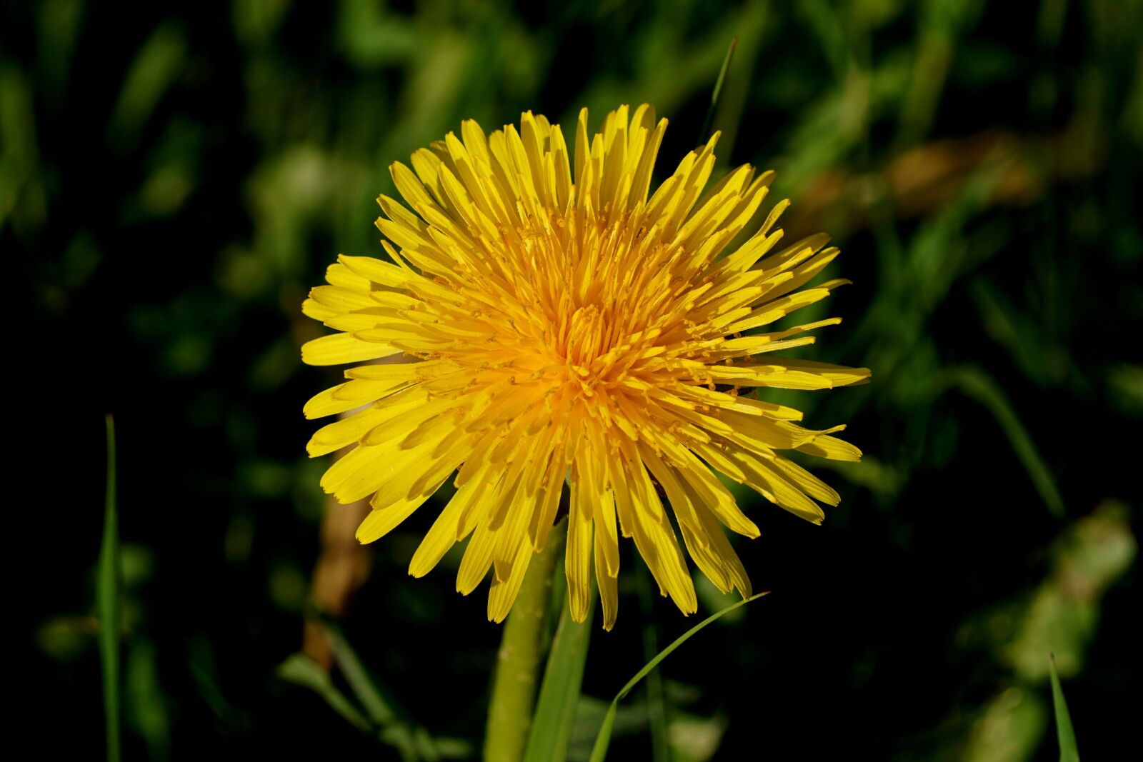 Sony a6000 sample photo. Dandelion, nature, flower photography