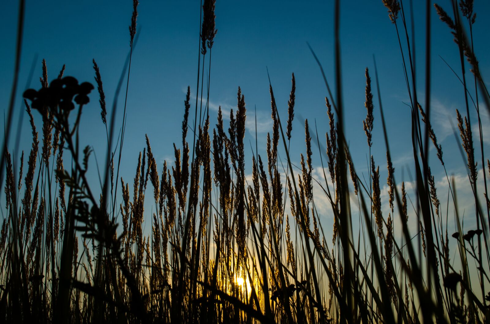 Nikon D5100 sample photo. Nature, outdoors, reed photography