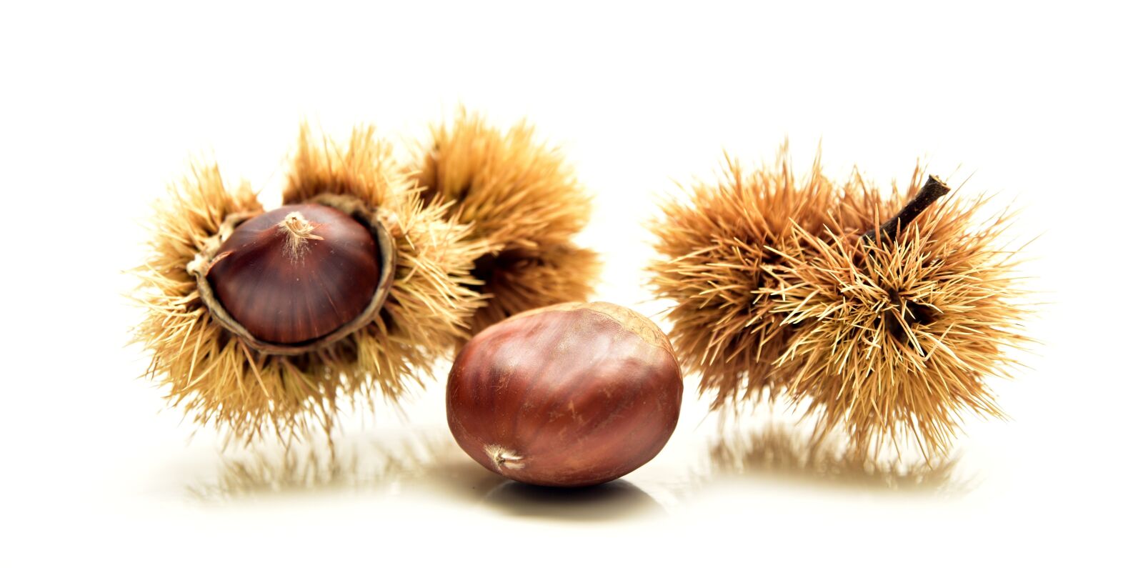 Nikon D750 sample photo. Chestnut, autumn, nature photography