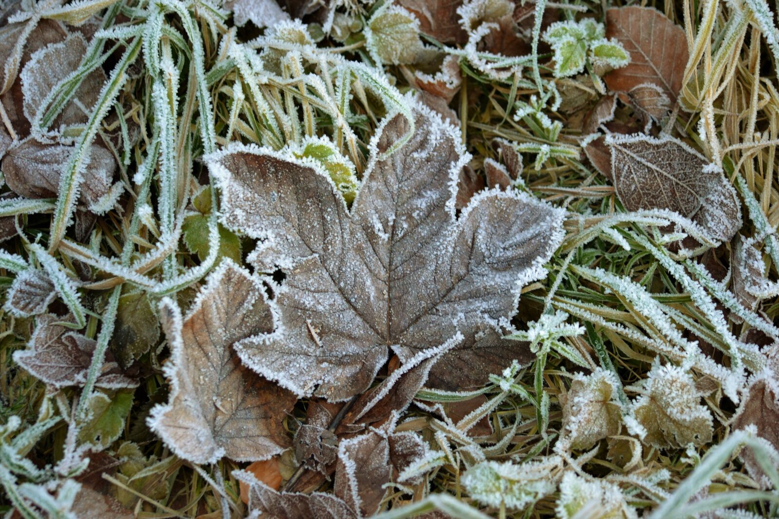 Nikon D3100 sample photo. Cold, ground, icy, leaves photography