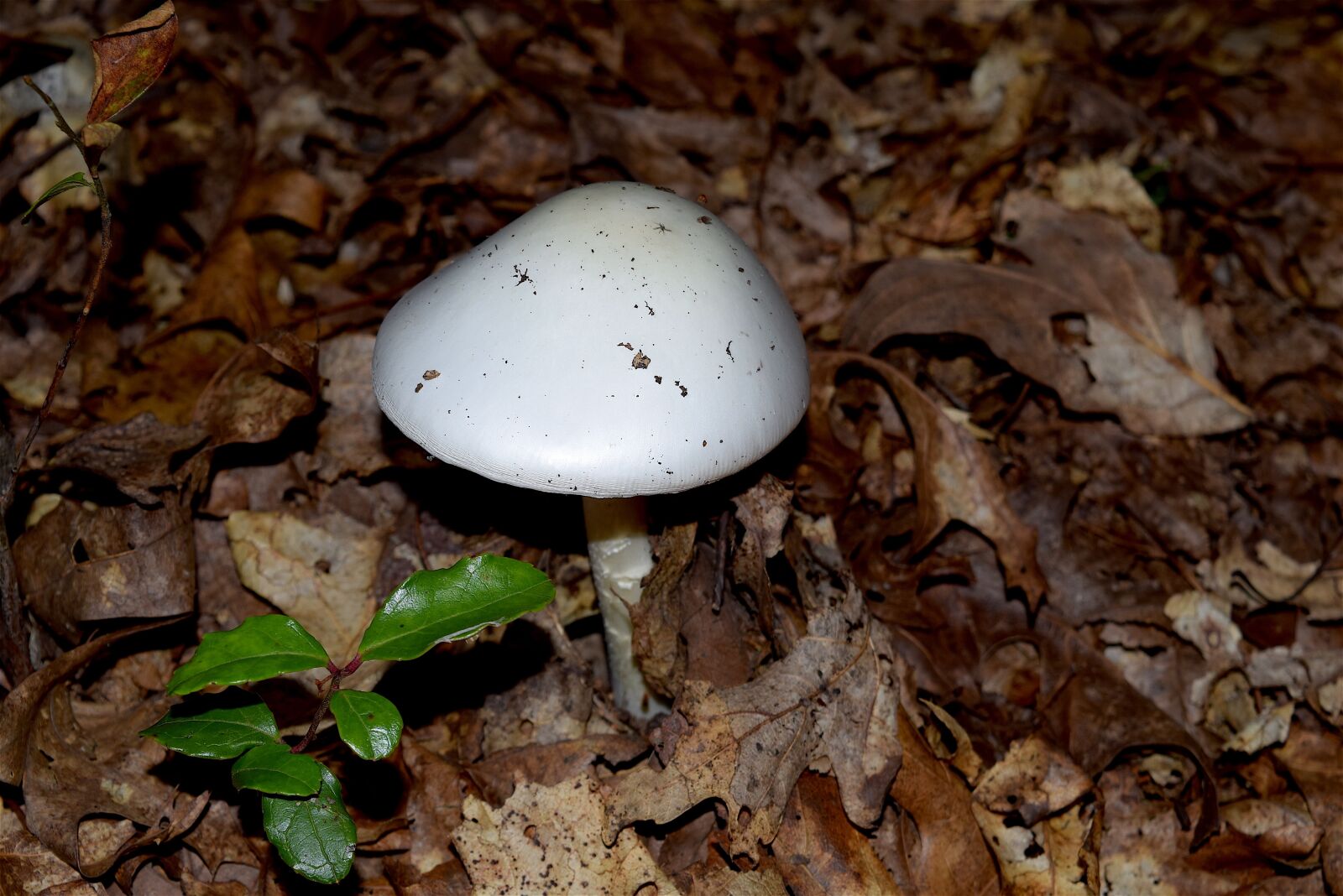 Nikon D3300 sample photo. Mushroom, white, sunlight photography