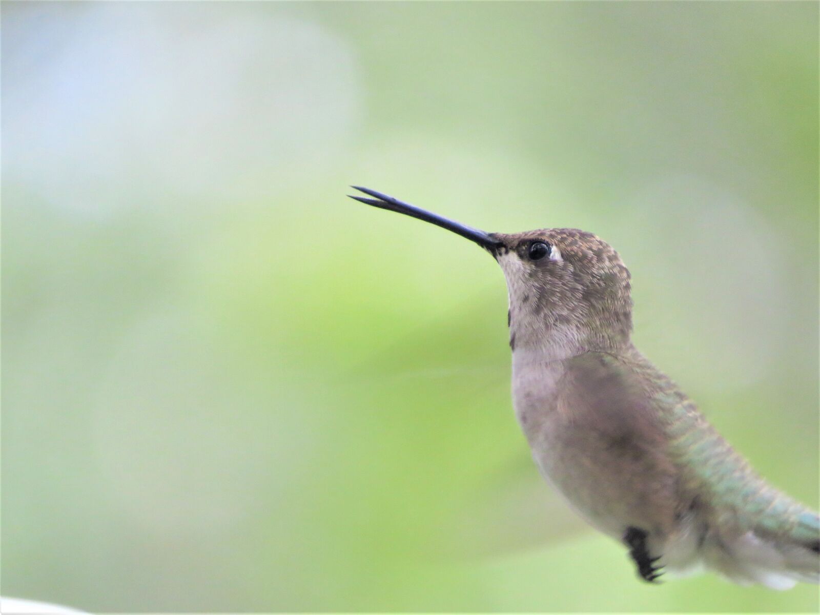 Canon PowerShot SX50 HS sample photo. Bird, close up, in photography