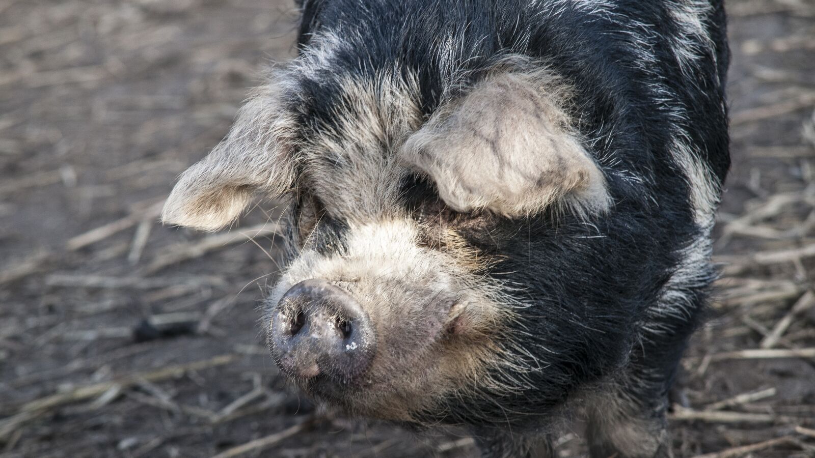 Nikon D300 sample photo. Petting, pig, animal photography