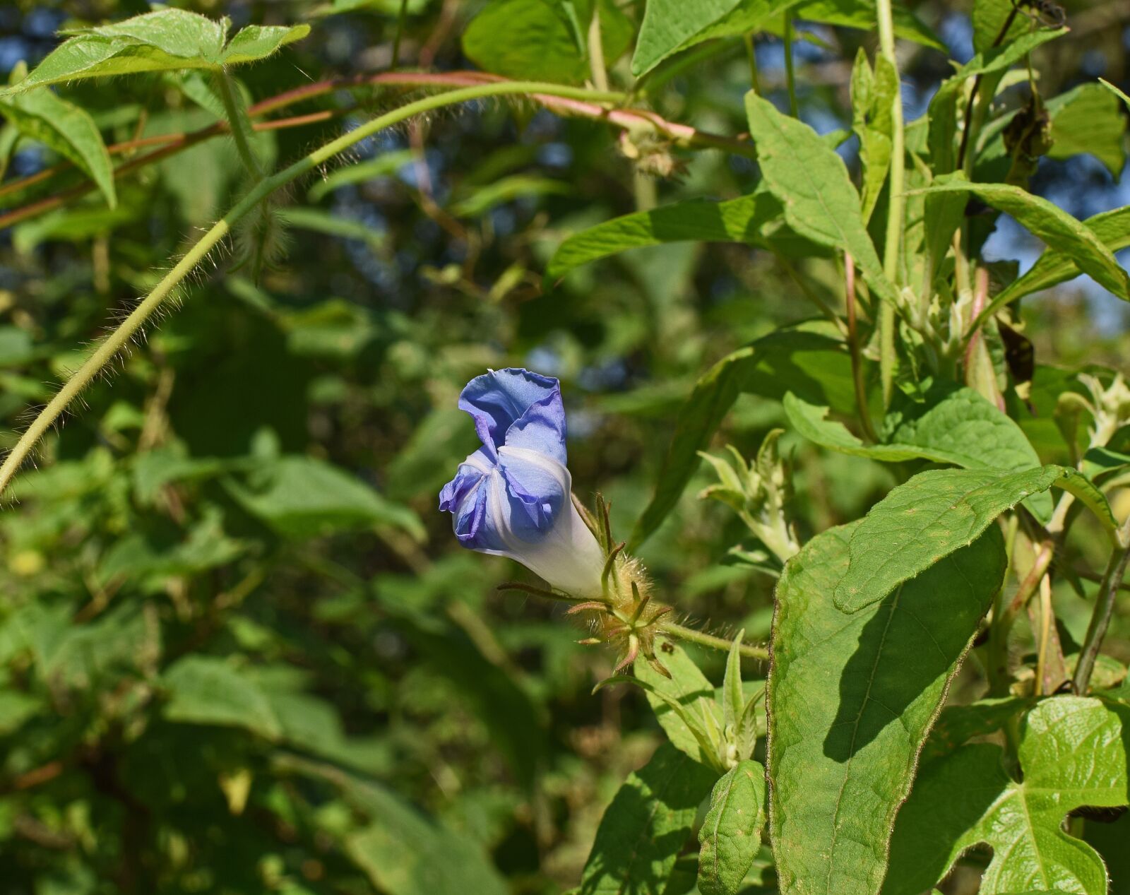 Nikon D3300 sample photo. Blue morning glory opening photography